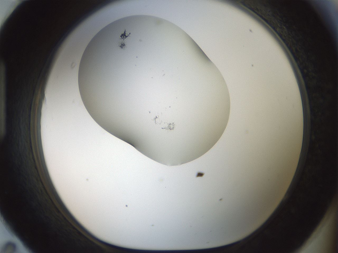 folderID200_plateID1200_batchID3525_wellNum95_profileID1_d1_r66461_ef.jpg