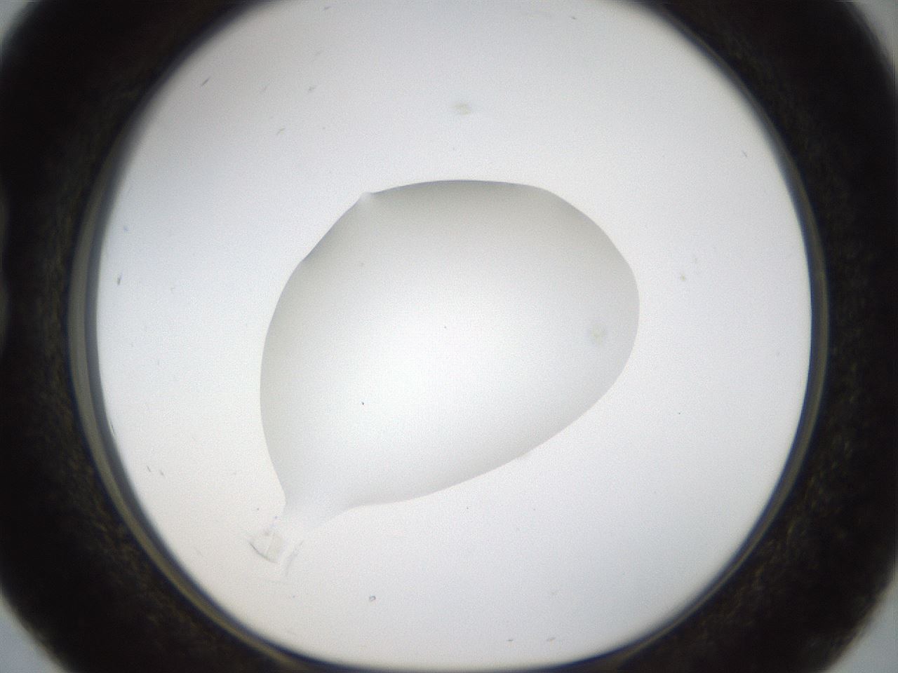 folderID20_plateID1020_batchID1883_wellNum16_profileID1_d1_r42707_ef.jpg