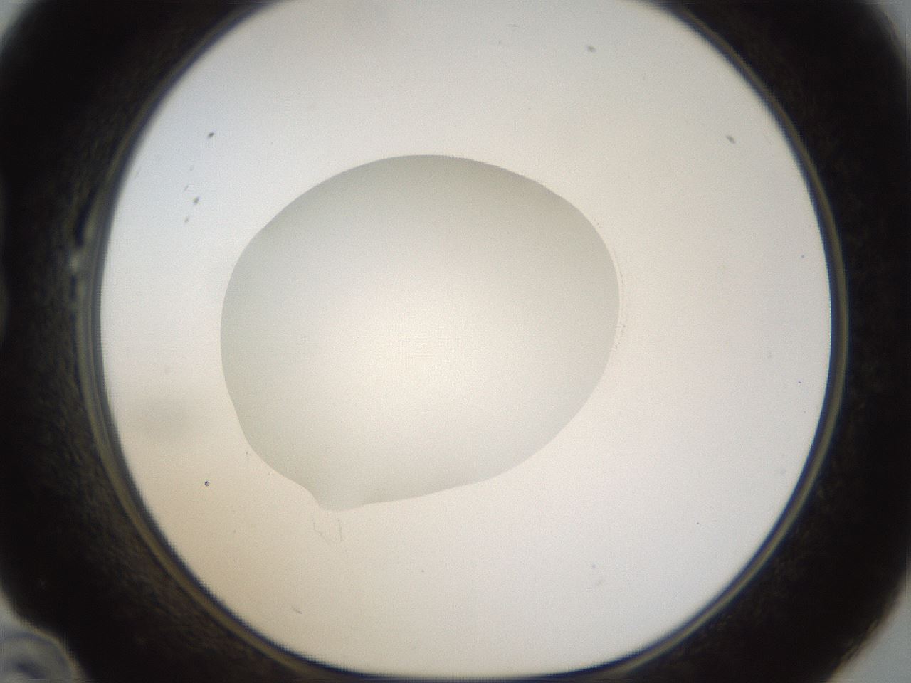 folderID20_plateID1020_batchID1883_wellNum22_profileID1_d1_r42713_ef.jpg