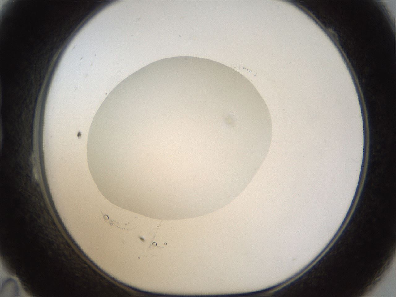 folderID20_plateID1020_batchID1883_wellNum23_profileID1_d1_r42714_ef.jpg