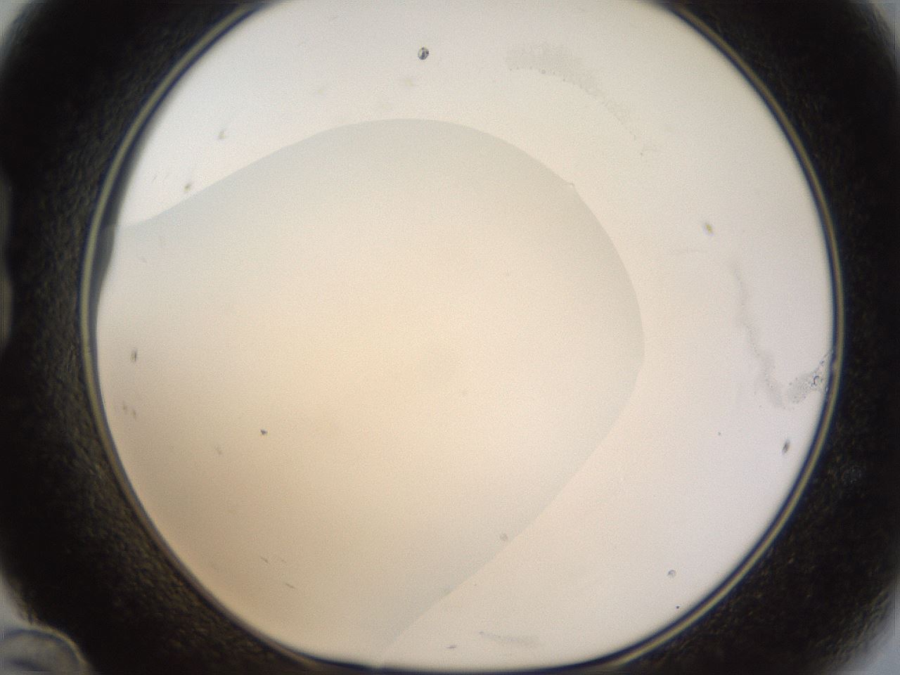 folderID20_plateID1020_batchID1883_wellNum24_profileID1_d1_r42715_ef.jpg