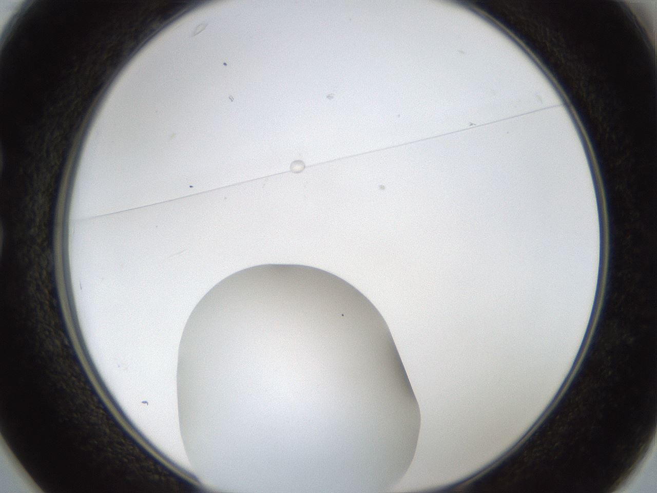 folderID20_plateID1020_batchID1883_wellNum25_profileID1_d1_r42716_ef.jpg