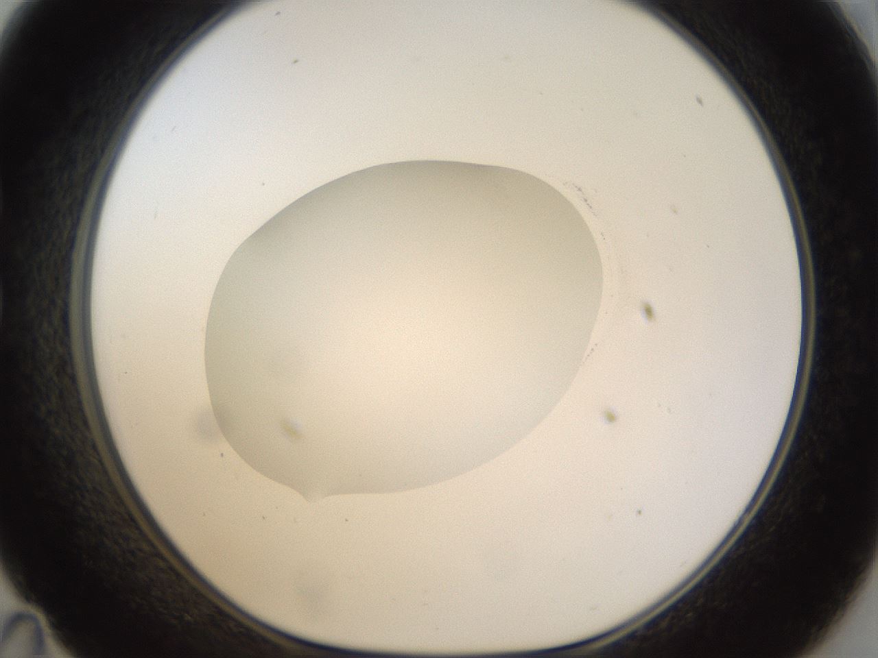 folderID20_plateID1020_batchID1883_wellNum35_profileID1_d1_r42726_ef.jpg