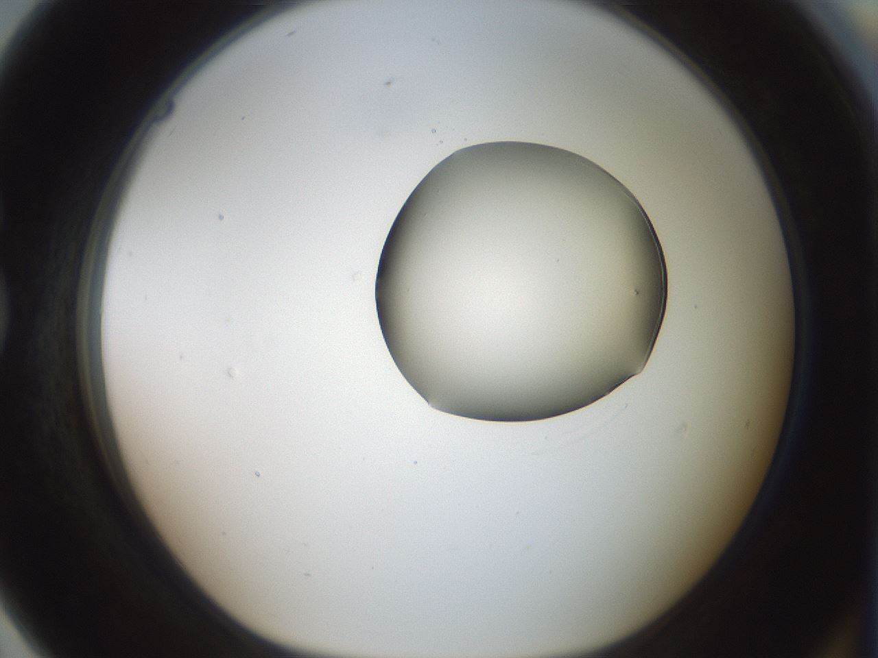 folderID418_plateID1418_batchID5195_wellNum79_profileID1_d1_r87264_ef.jpg
