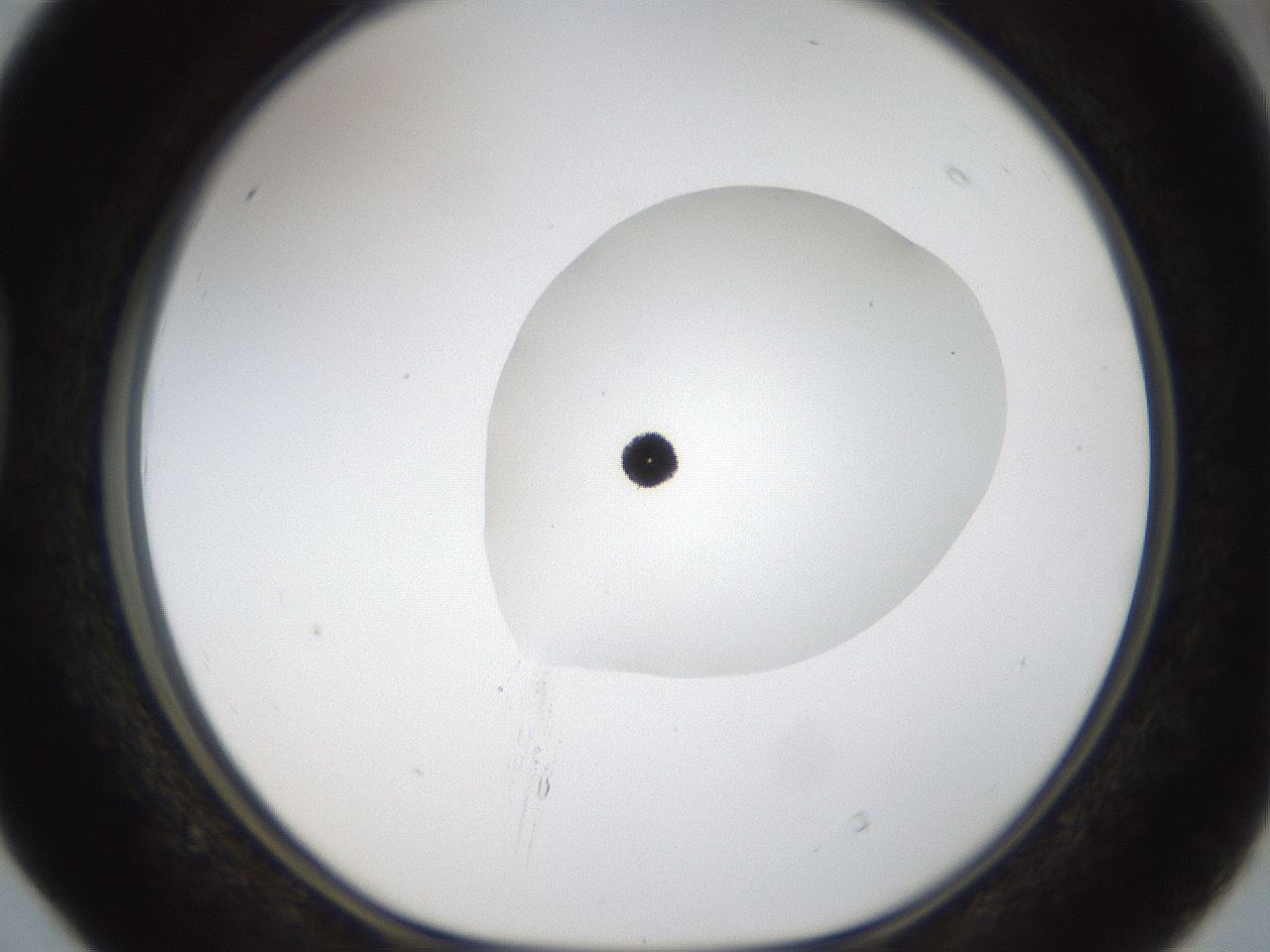 folderID20_plateID1020_batchID1883_wellNum40_profileID1_d1_r42731_ef.jpg