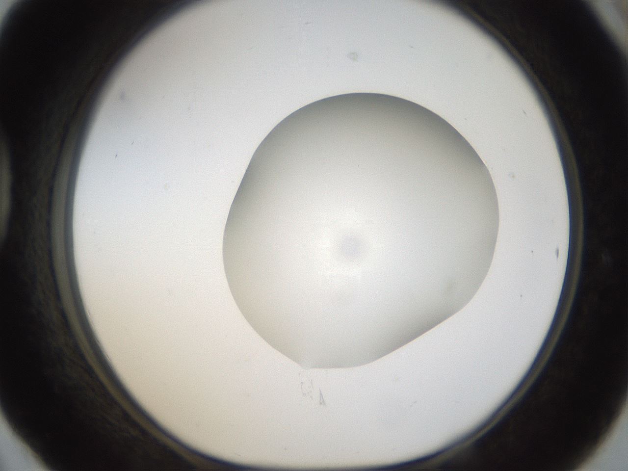 folderID20_plateID1020_batchID1883_wellNum42_profileID1_d1_r42733_ef.jpg