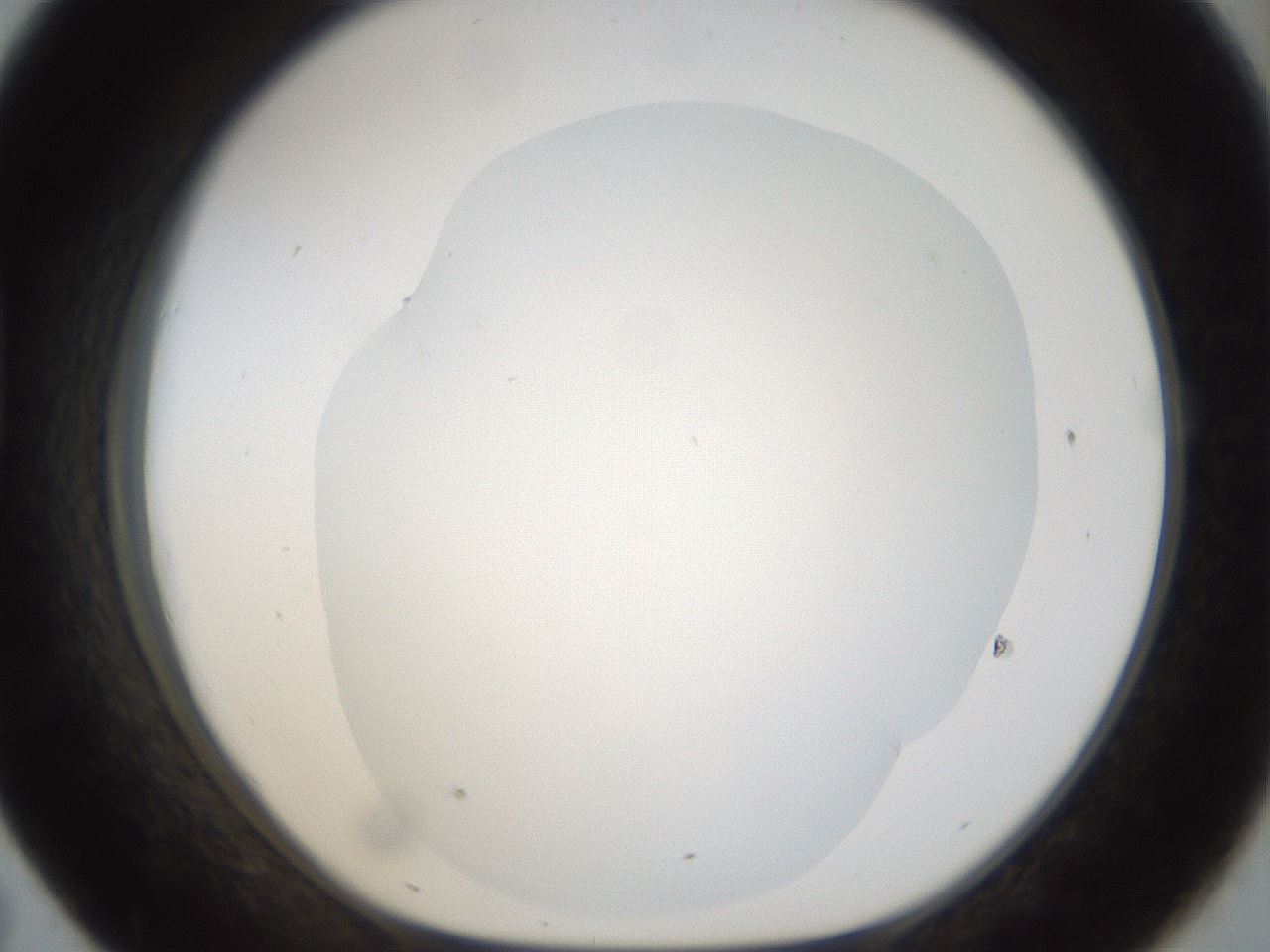 folderID20_plateID1020_batchID1883_wellNum43_profileID1_d1_r42734_ef.jpg