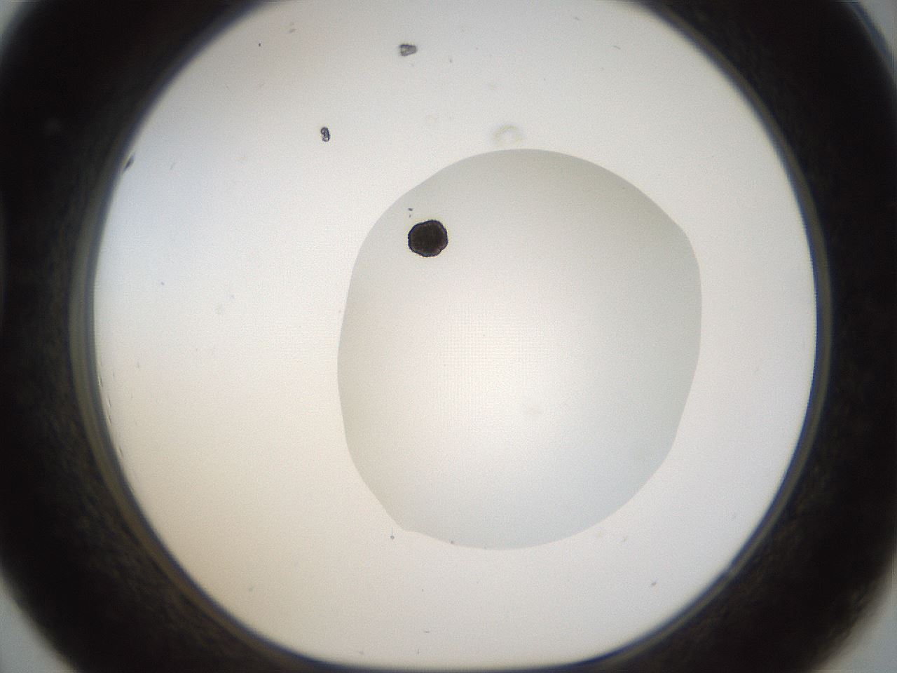 folderID20_plateID1020_batchID1883_wellNum44_profileID1_d1_r42735_ef.jpg