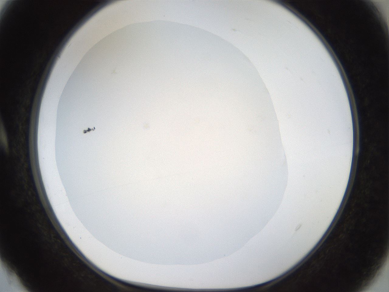 folderID20_plateID1020_batchID1883_wellNum4_profileID1_d1_r42695_ef.jpg