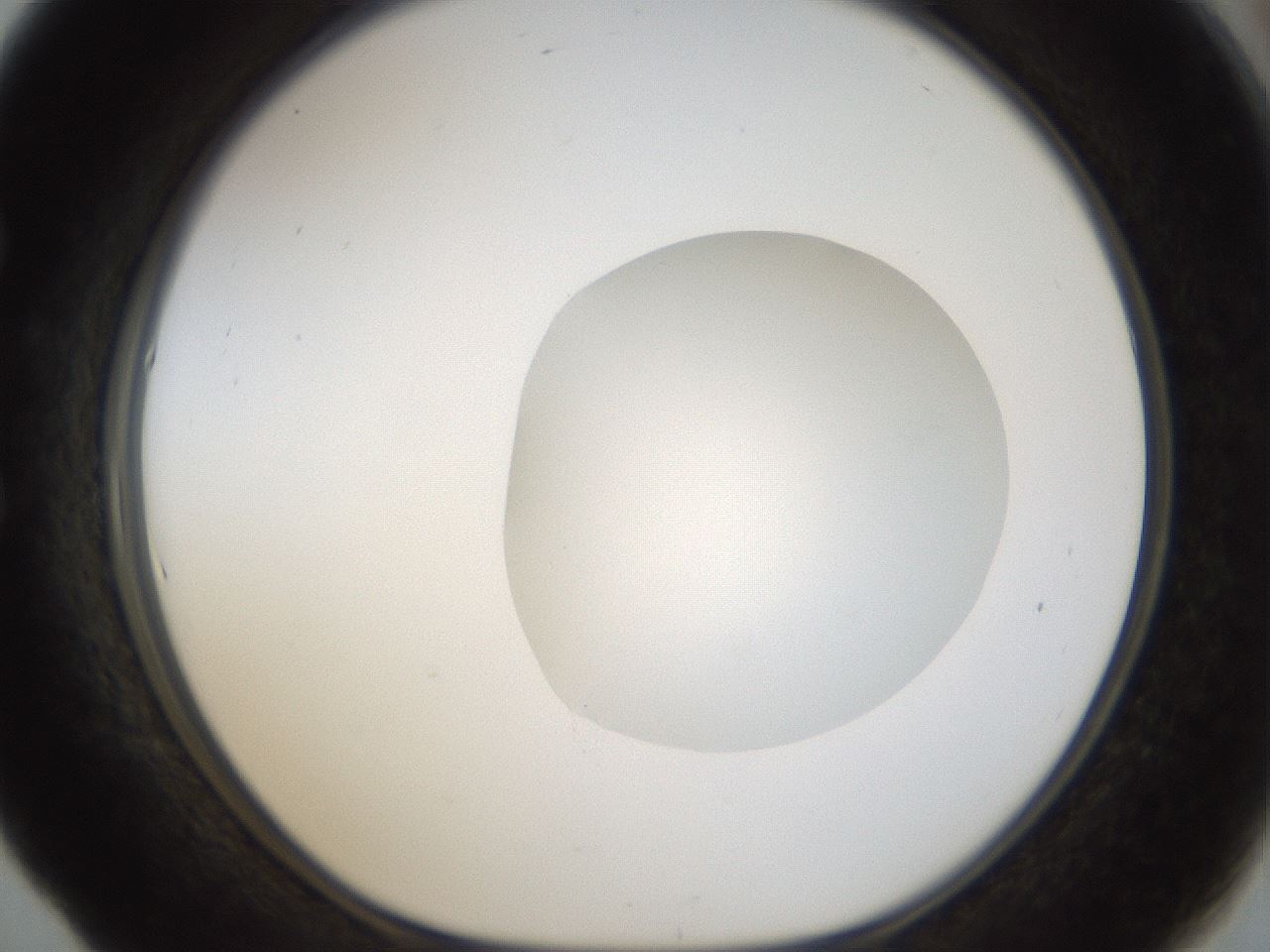 folderID20_plateID1020_batchID1883_wellNum53_profileID1_d1_r42744_ef.jpg