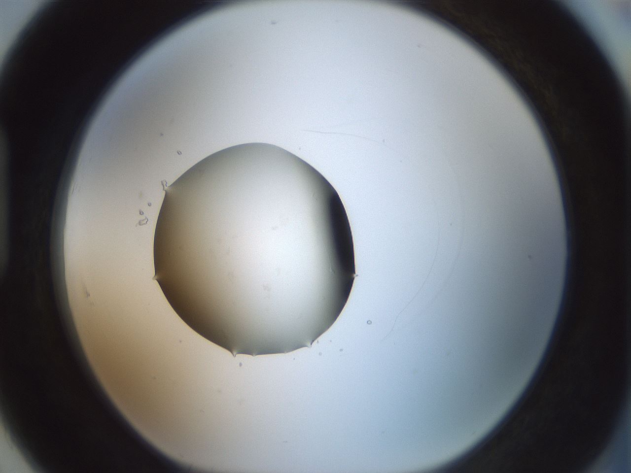 folderID418_plateID1418_batchID5195_wellNum91_profileID1_d1_r87276_ef.jpg