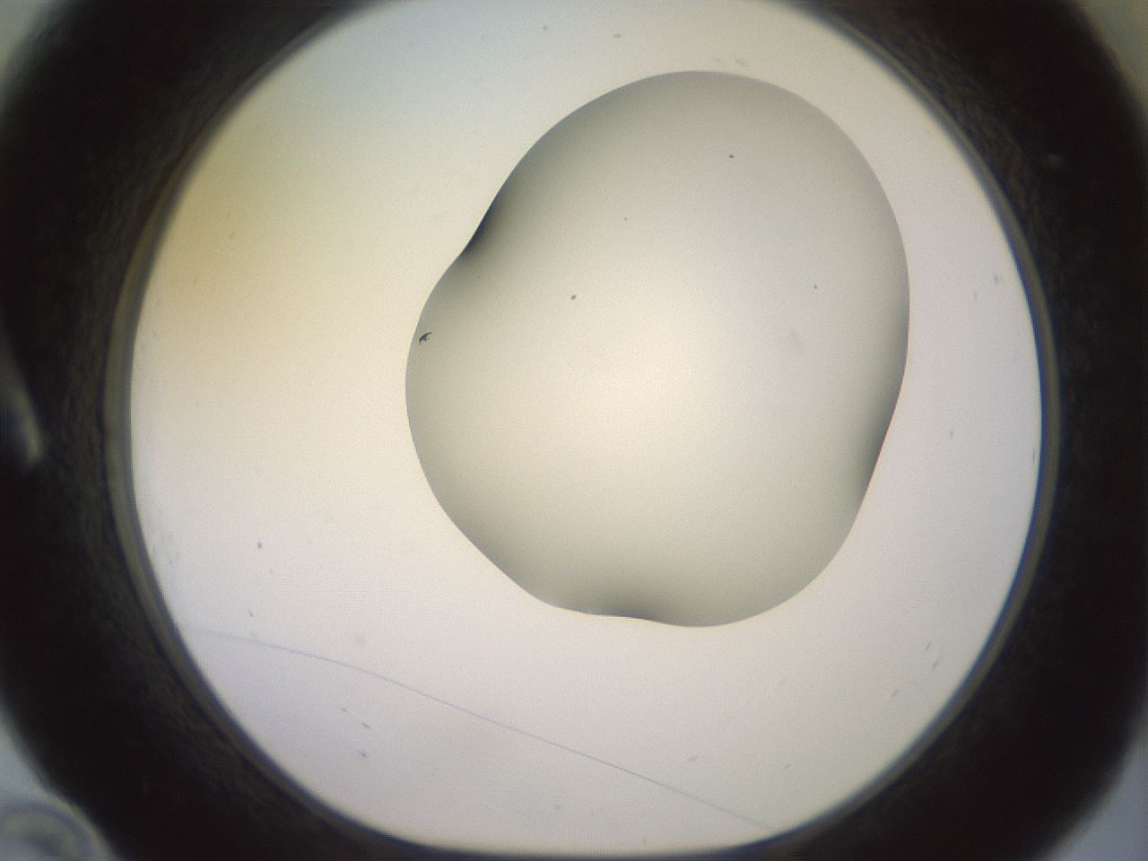 folderID418_plateID2418_batchID11659_wellNum10_profileID1_d1_r179273_ef.jpg