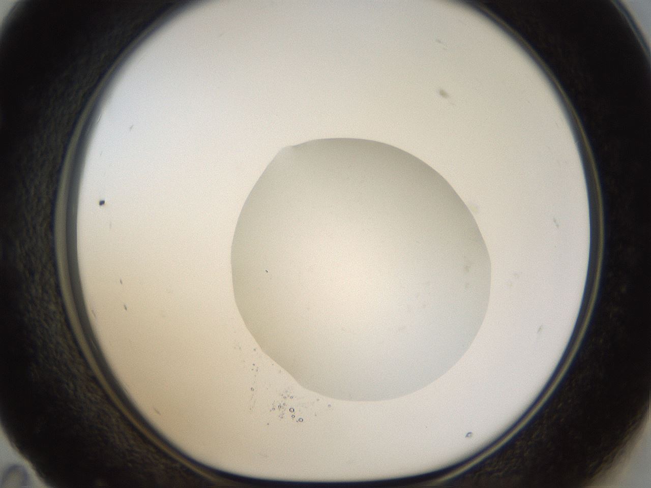 folderID20_plateID1020_batchID1883_wellNum59_profileID1_d1_r42750_ef.jpg