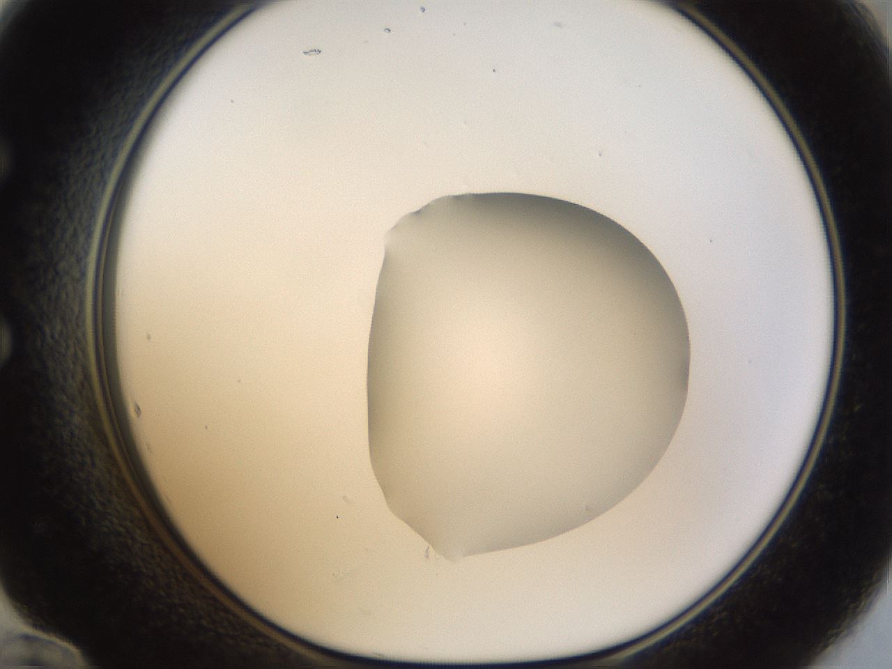 folderID20_plateID1020_batchID1883_wellNum60_profileID1_d1_r42751_ef.jpg