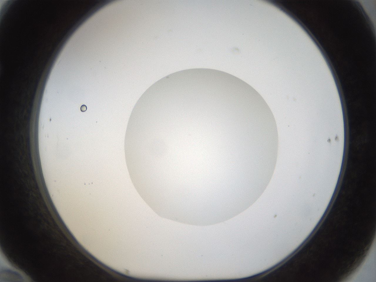 folderID20_plateID1020_batchID1883_wellNum70_profileID1_d1_r42761_ef.jpg