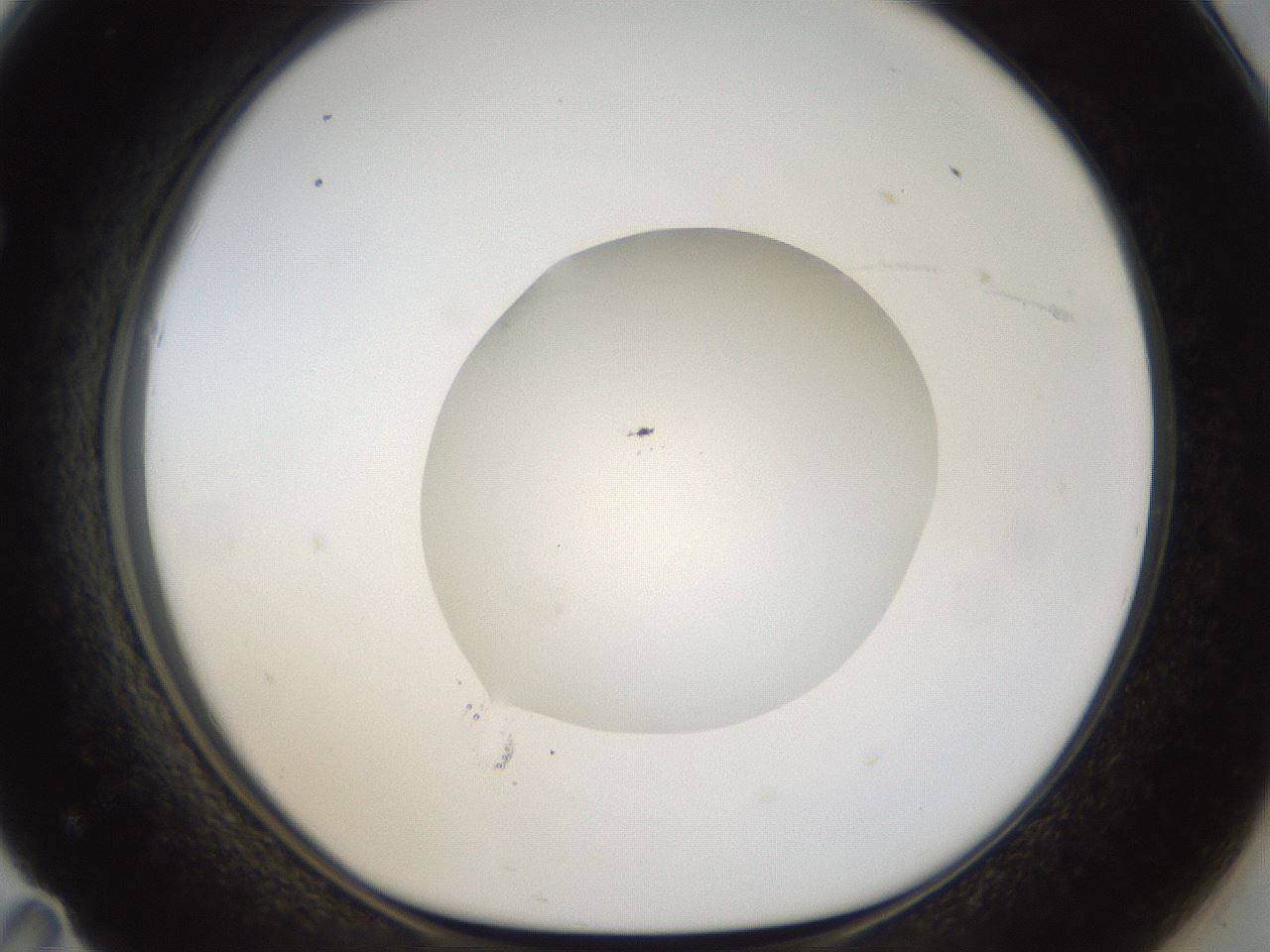 folderID20_plateID1020_batchID1883_wellNum71_profileID1_d1_r42762_ef.jpg