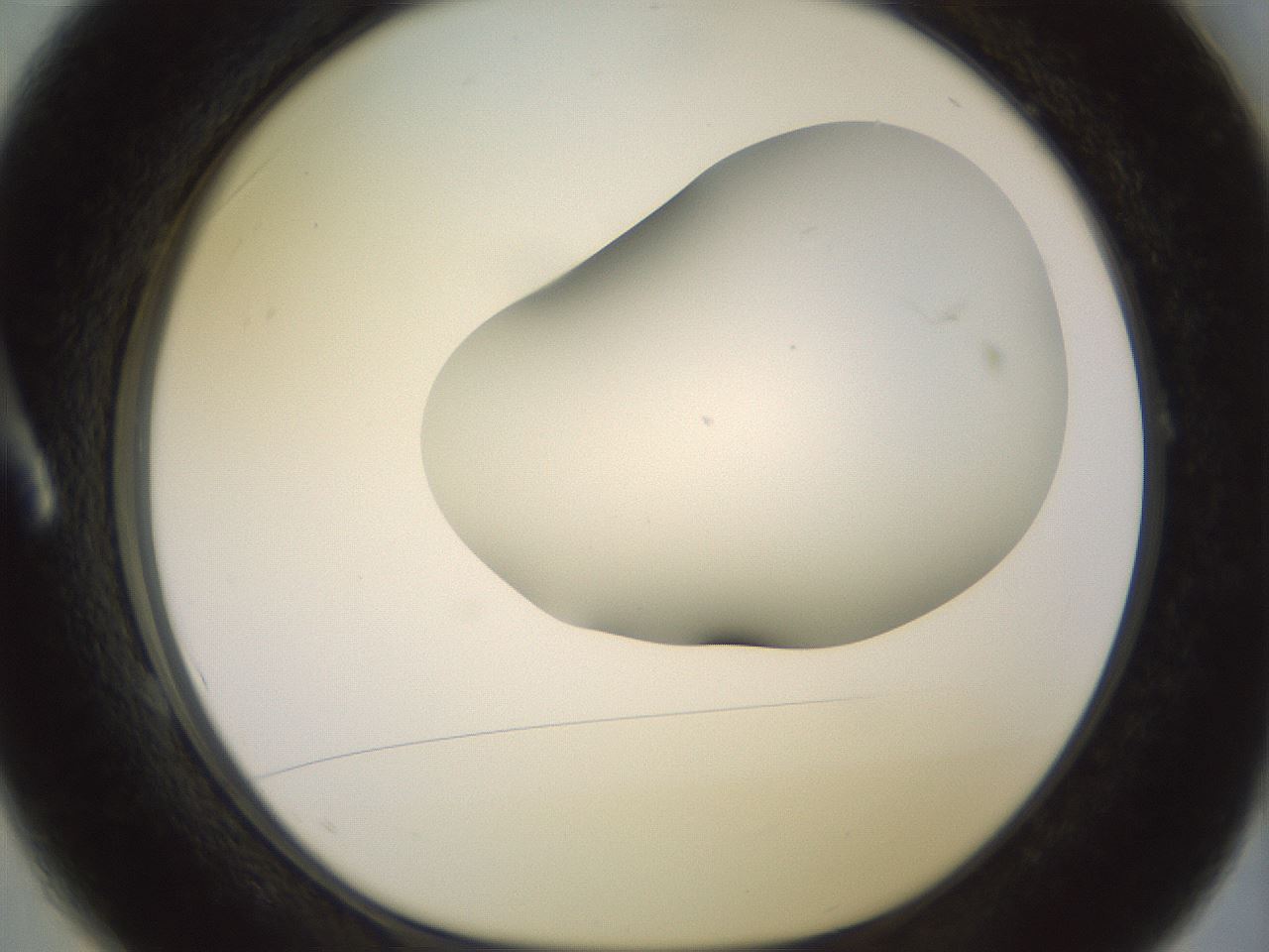 folderID418_plateID2418_batchID11659_wellNum1_profileID1_d1_r179264_ef.jpg