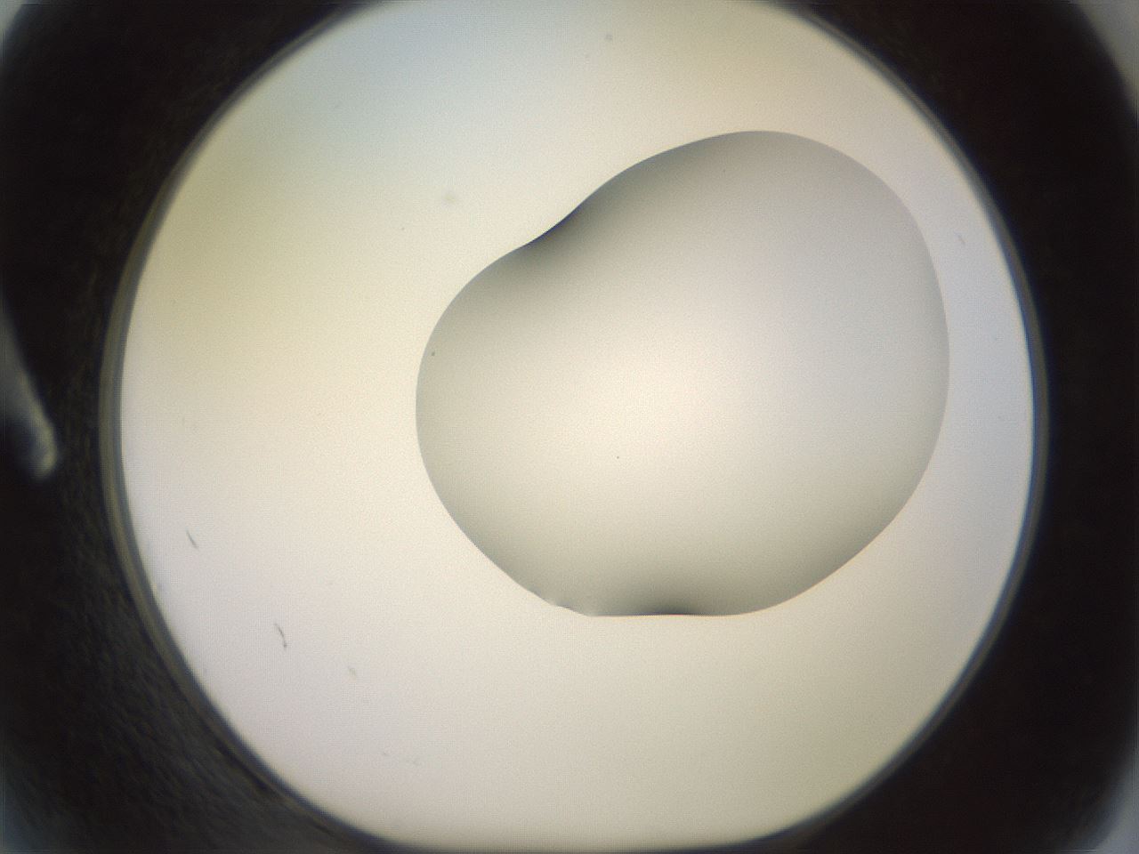 folderID418_plateID2418_batchID11659_wellNum2_profileID1_d1_r179265_ef.jpg