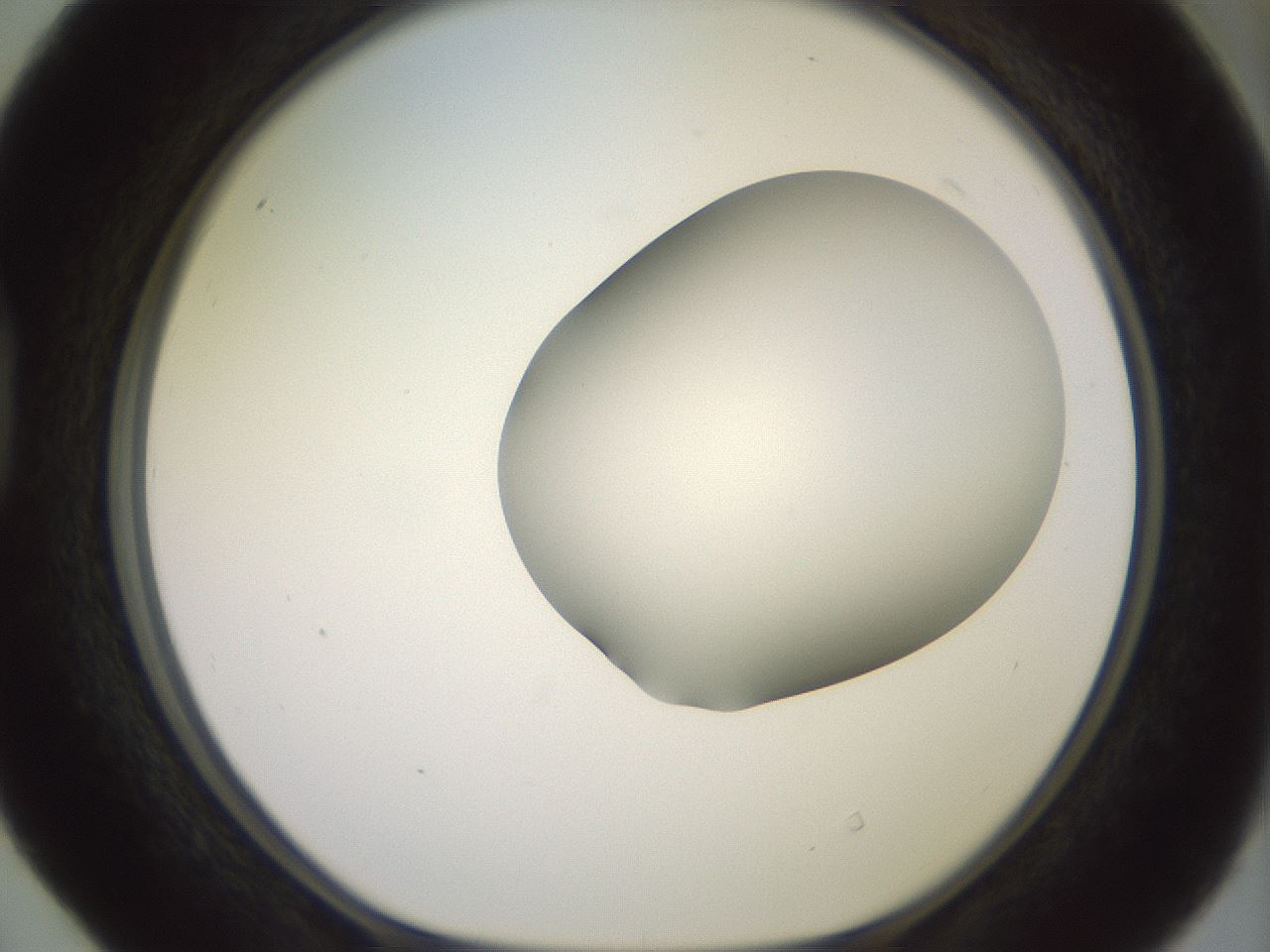 folderID418_plateID2418_batchID11659_wellNum40_profileID1_d1_r179303_ef.jpg
