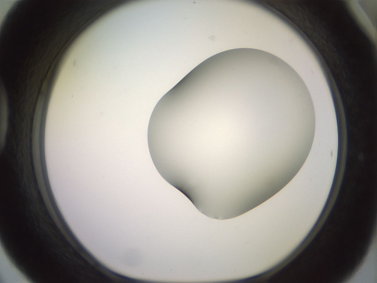 folderID418_plateID2418_batchID11659_wellNum42_profileID1_d1_r179305_ef.jpg