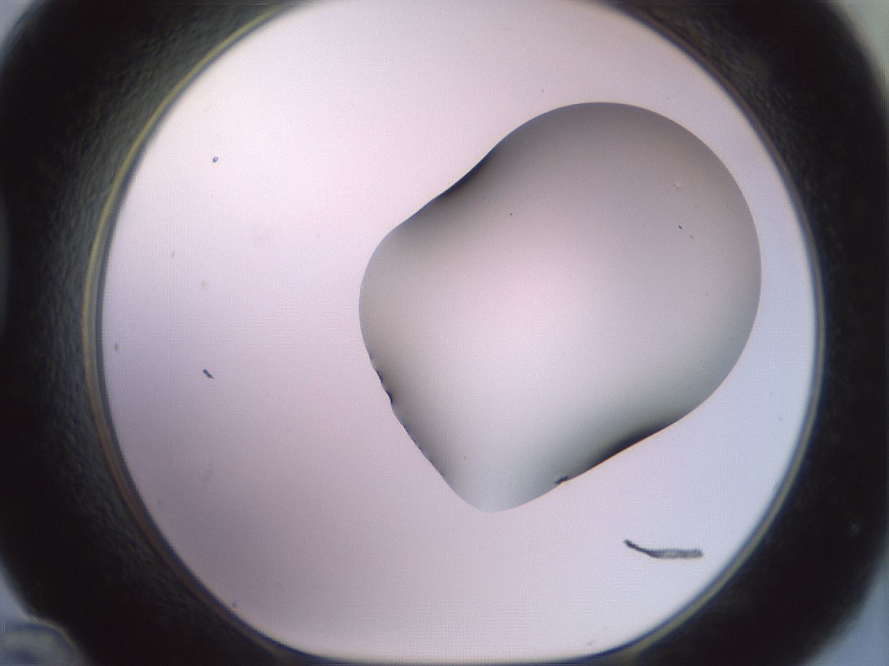 folderID418_plateID2418_batchID11659_wellNum48_profileID1_d1_r179311_ef.jpg