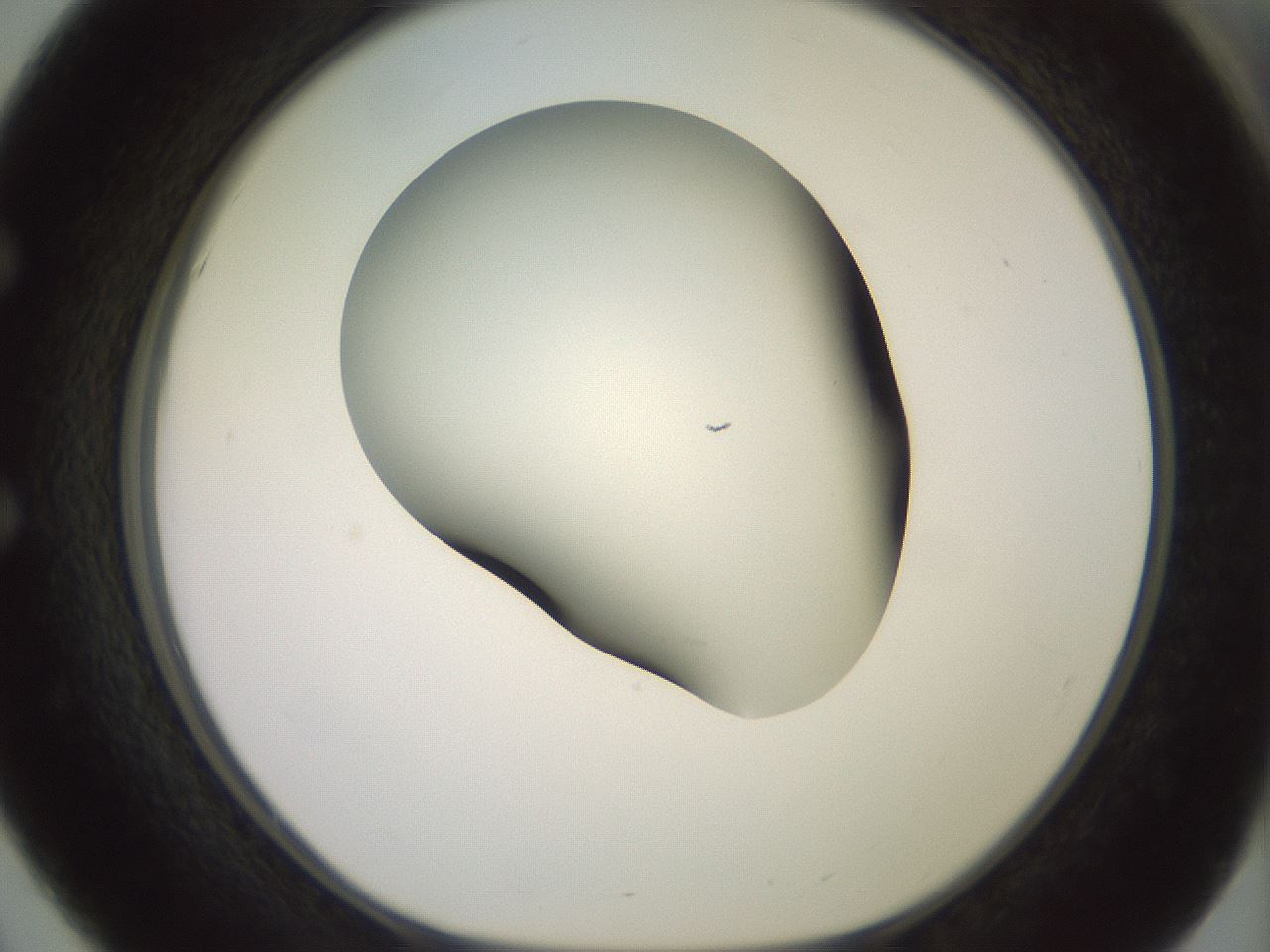 folderID418_plateID2418_batchID11659_wellNum51_profileID1_d1_r179314_ef.jpg