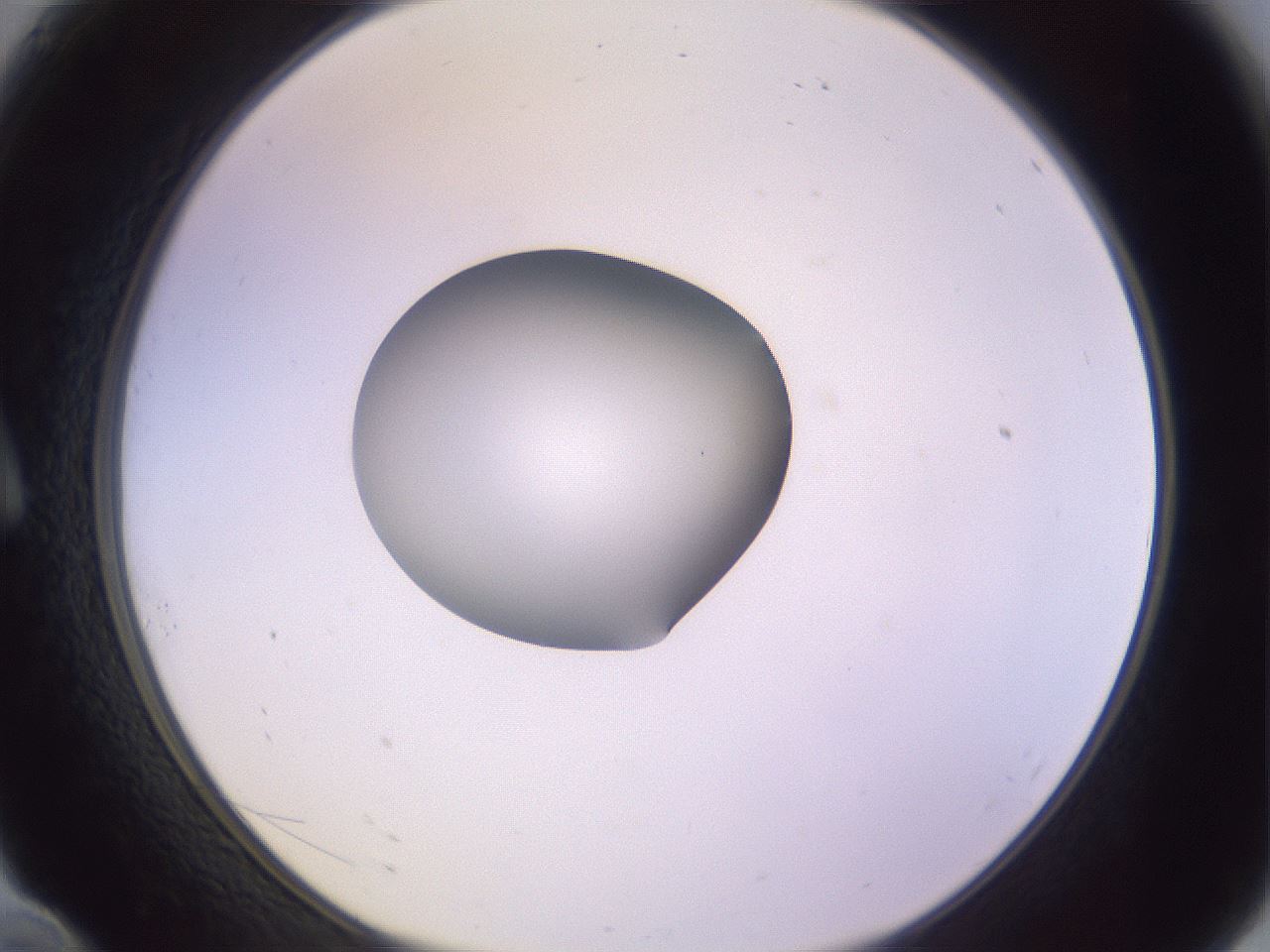 folderID419_plateID1419_batchID5194_wellNum10_profileID1_d1_r87003_ef.jpg