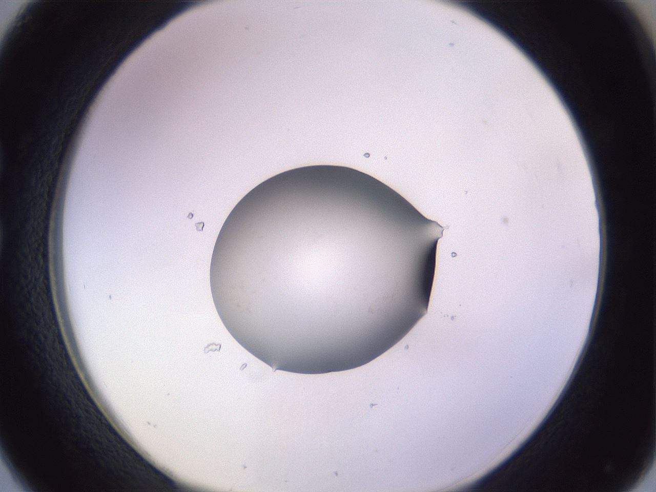 folderID419_plateID1419_batchID5194_wellNum26_profileID1_d1_r87019_ef.jpg