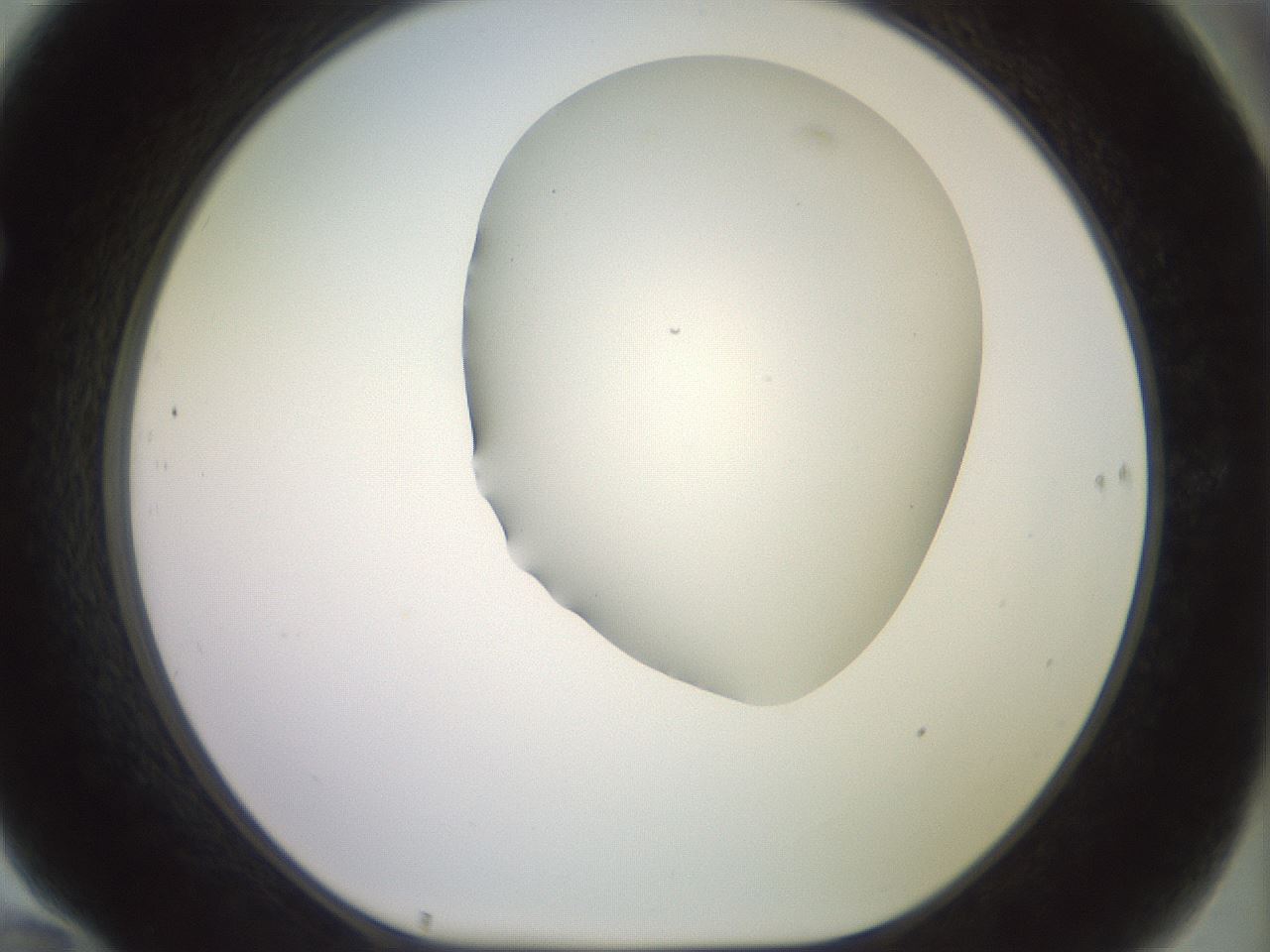 folderID418_plateID2418_batchID11659_wellNum70_profileID1_d1_r179333_ef.jpg