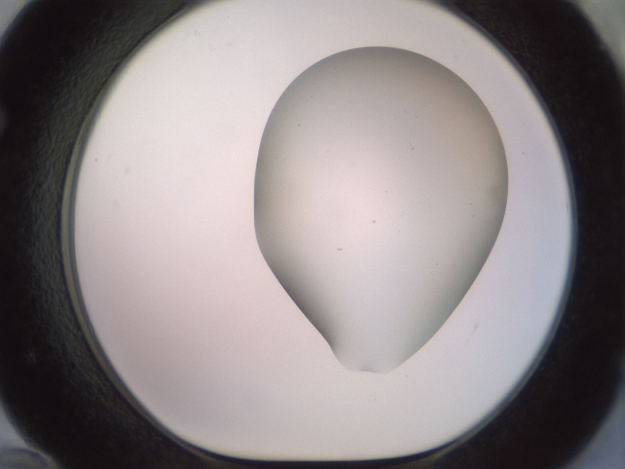 folderID418_plateID2418_batchID11659_wellNum72_profileID1_d1_r179335_ef.jpg