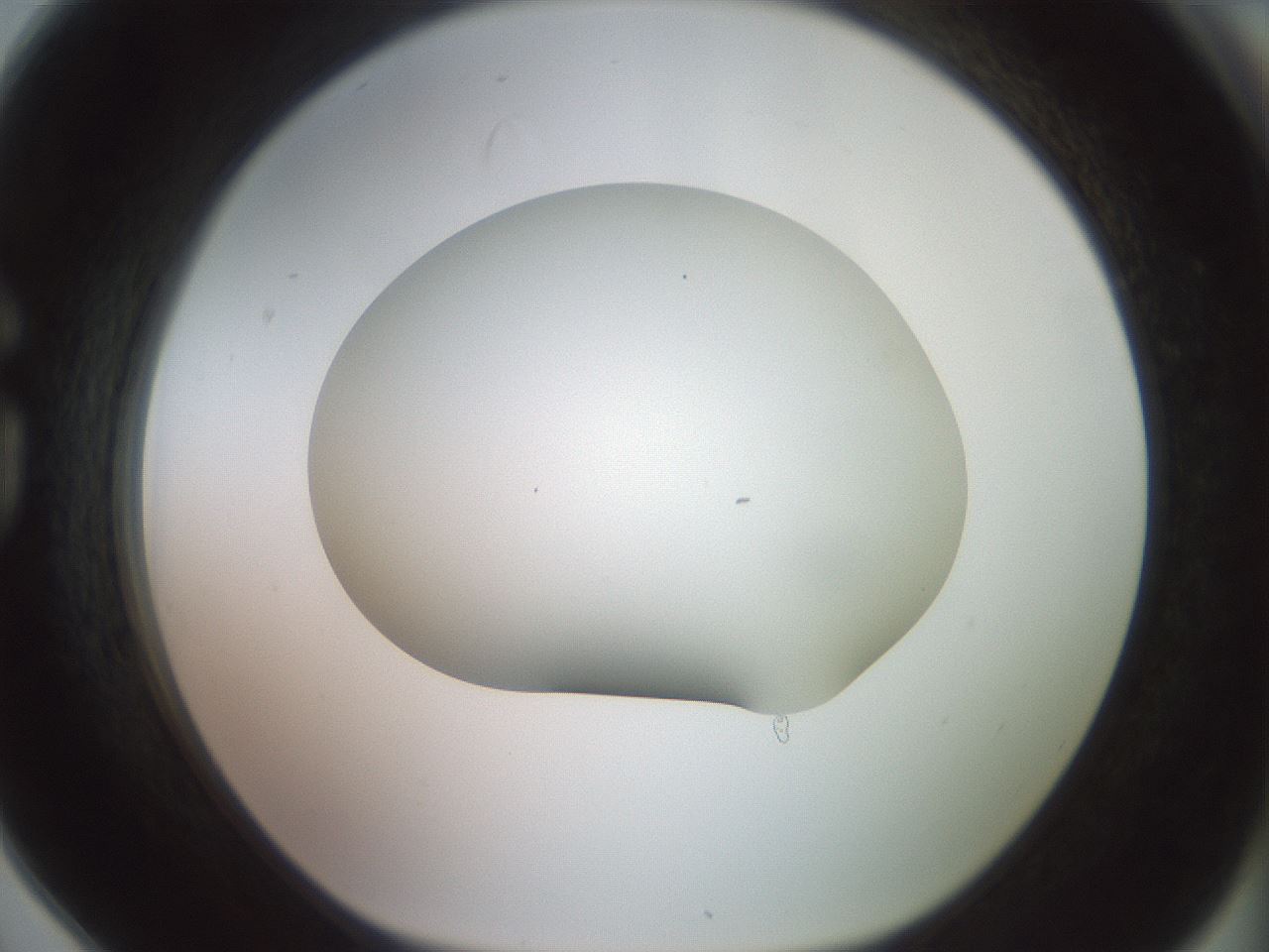 folderID418_plateID2418_batchID11659_wellNum78_profileID1_d1_r179341_ef.jpg