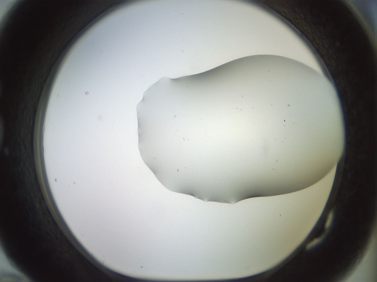 folderID418_plateID2418_batchID11659_wellNum82_profileID1_d1_r179345_ef.jpg