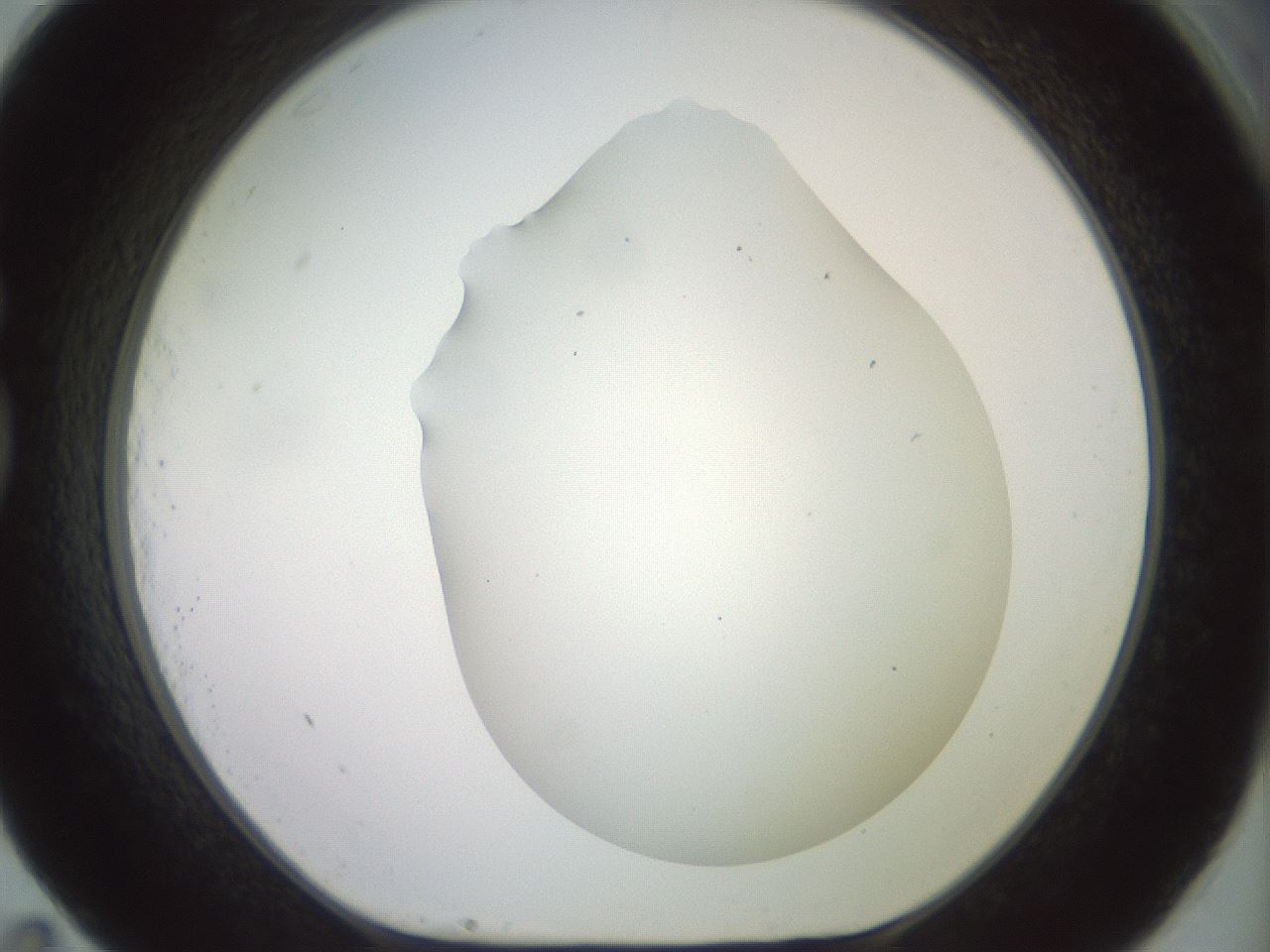 folderID418_plateID2418_batchID11659_wellNum83_profileID1_d1_r179346_ef.jpg