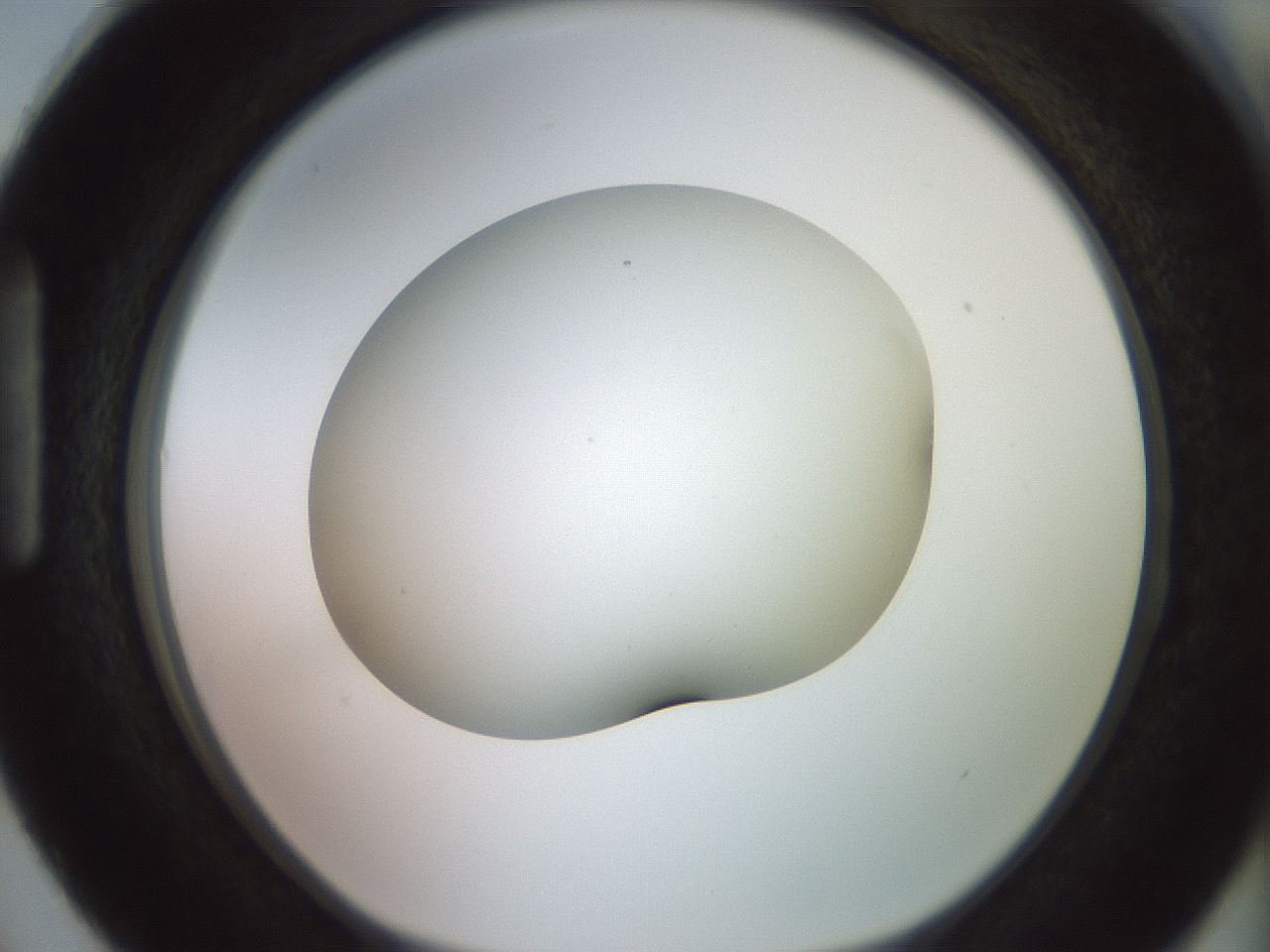 folderID418_plateID2418_batchID11659_wellNum87_profileID1_d1_r179350_ef.jpg