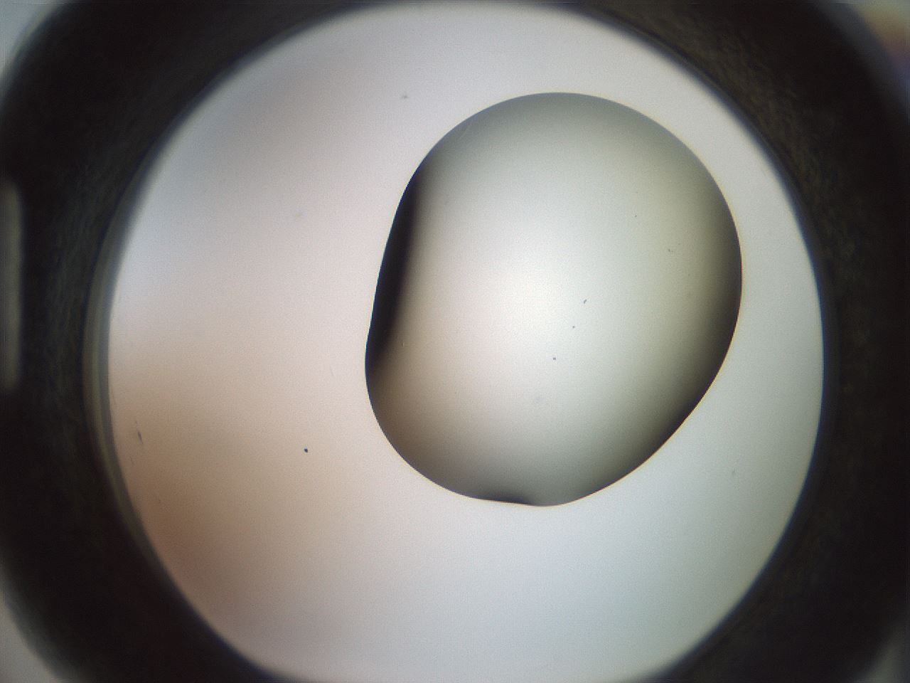 folderID418_plateID2418_batchID11659_wellNum89_profileID1_d1_r179352_ef.jpg