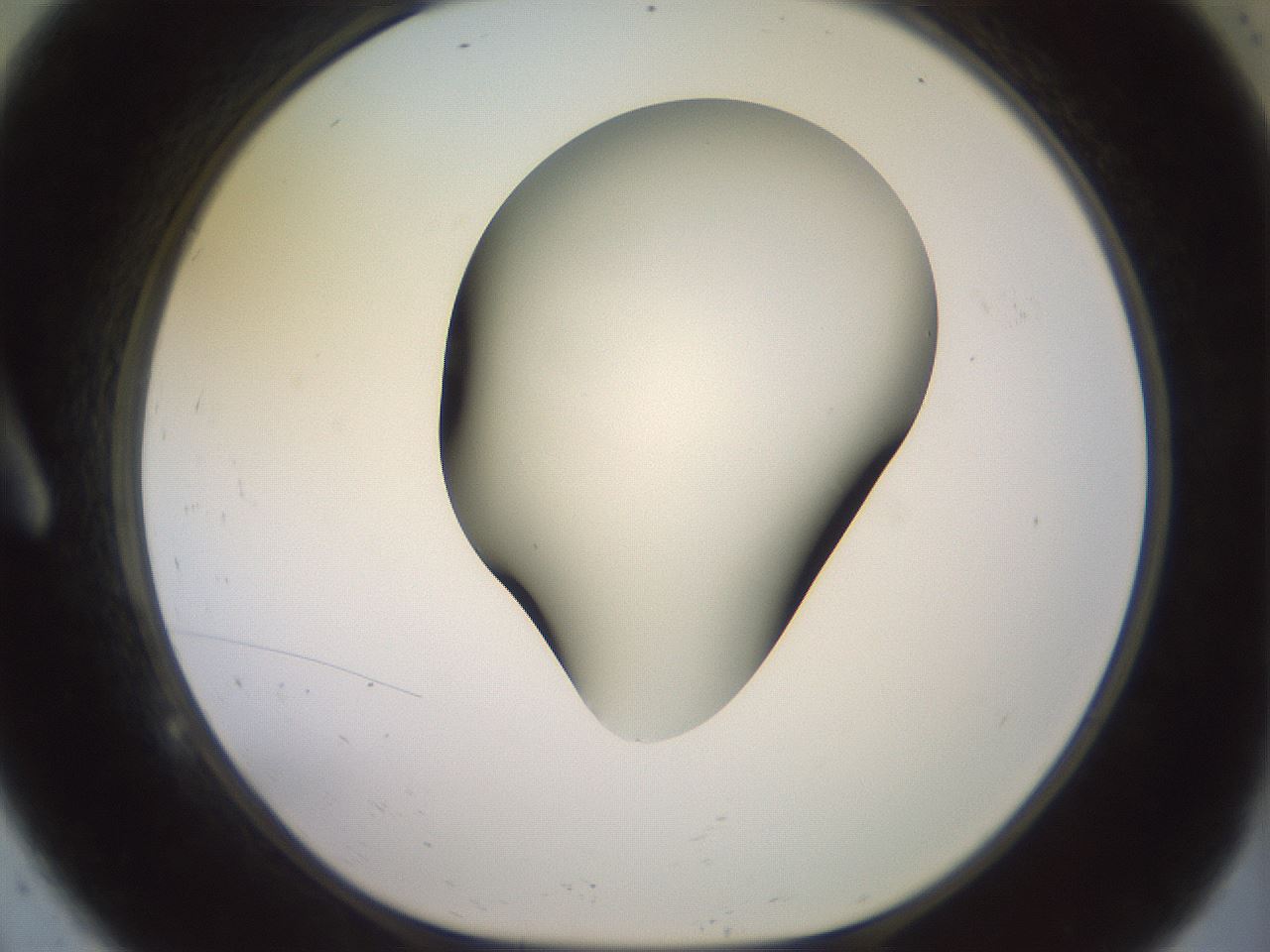 folderID418_plateID2418_batchID11659_wellNum9_profileID1_d1_r179272_ef.jpg