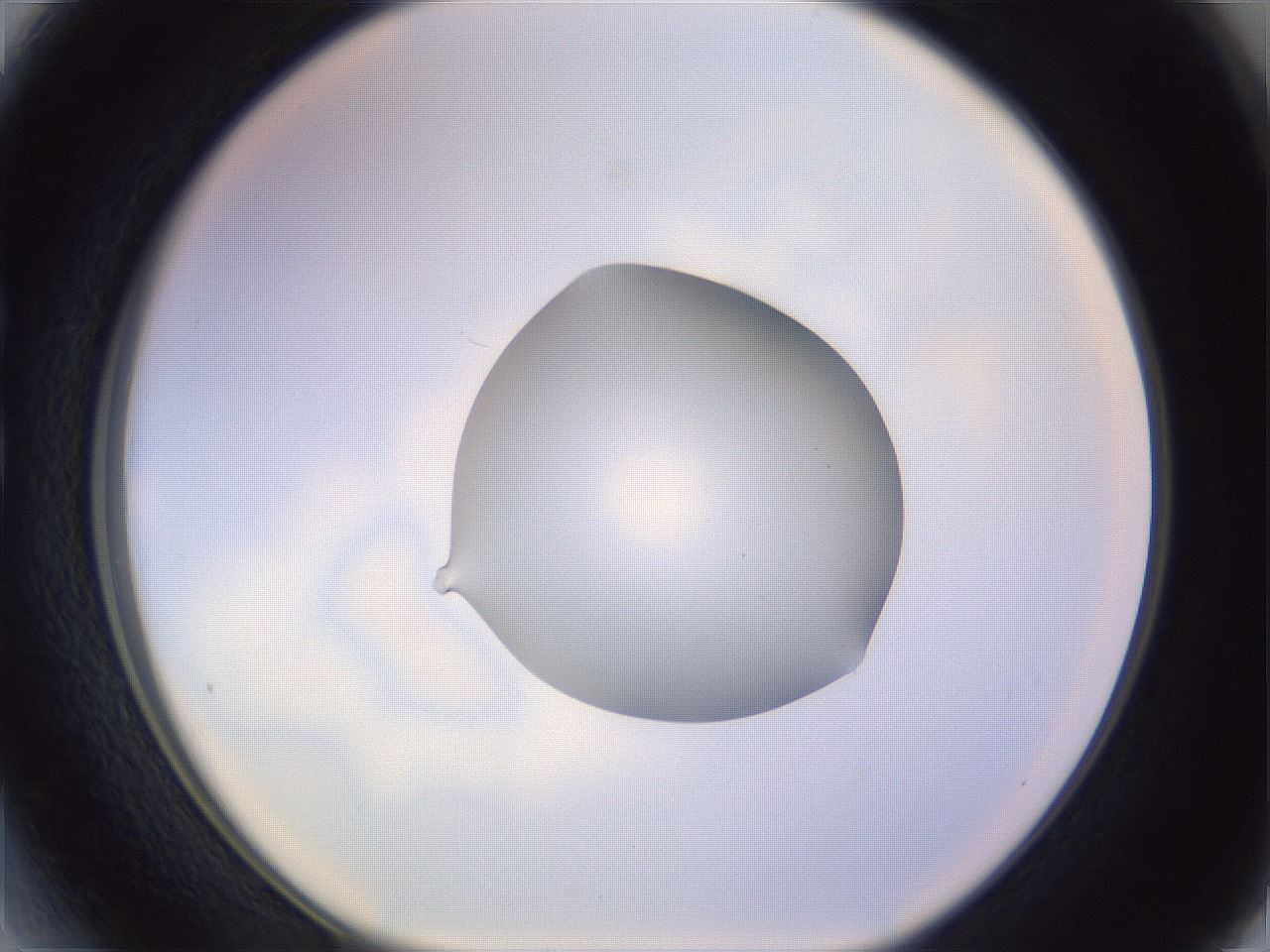 folderID419_plateID1419_batchID5194_wellNum27_profileID1_d1_r87020_ef.jpg