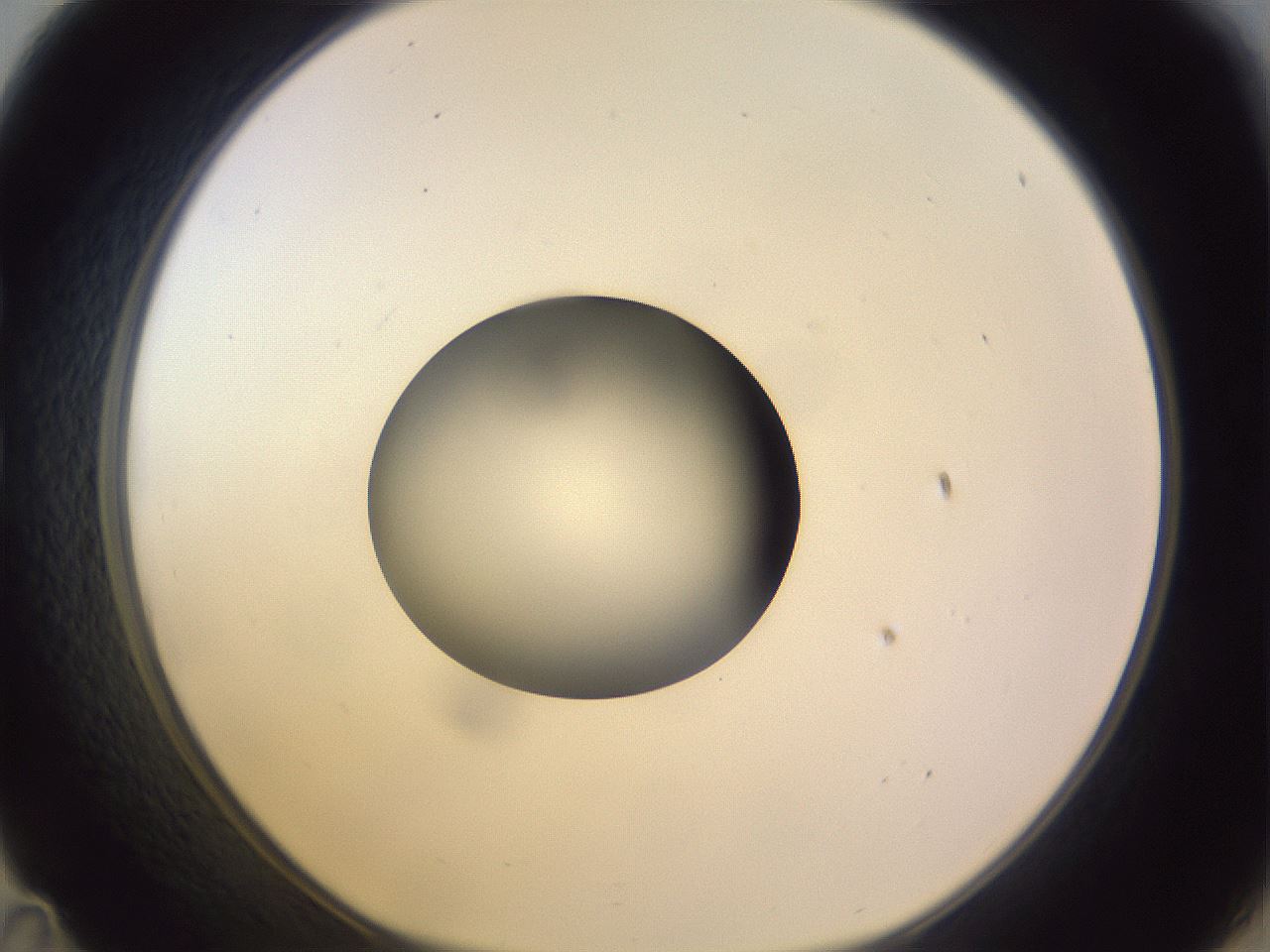 folderID419_plateID1419_batchID5194_wellNum35_profileID1_d1_r87028_ef.jpg