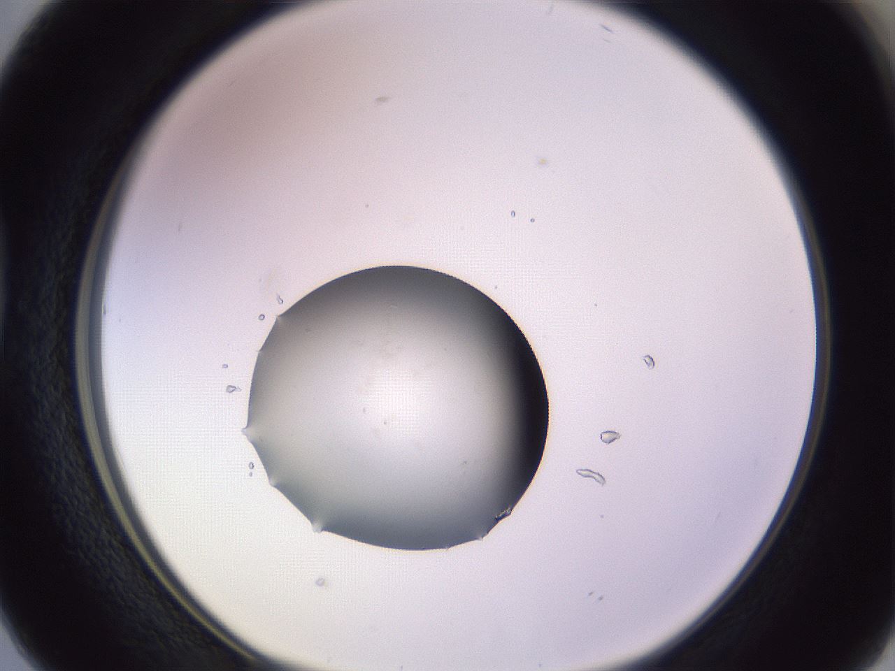 folderID419_plateID1419_batchID5194_wellNum38_profileID1_d1_r87031_ef.jpg