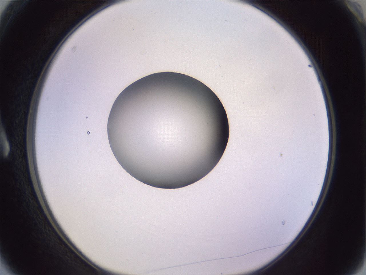 folderID419_plateID1419_batchID5194_wellNum3_profileID1_d1_r86996_ef.jpg