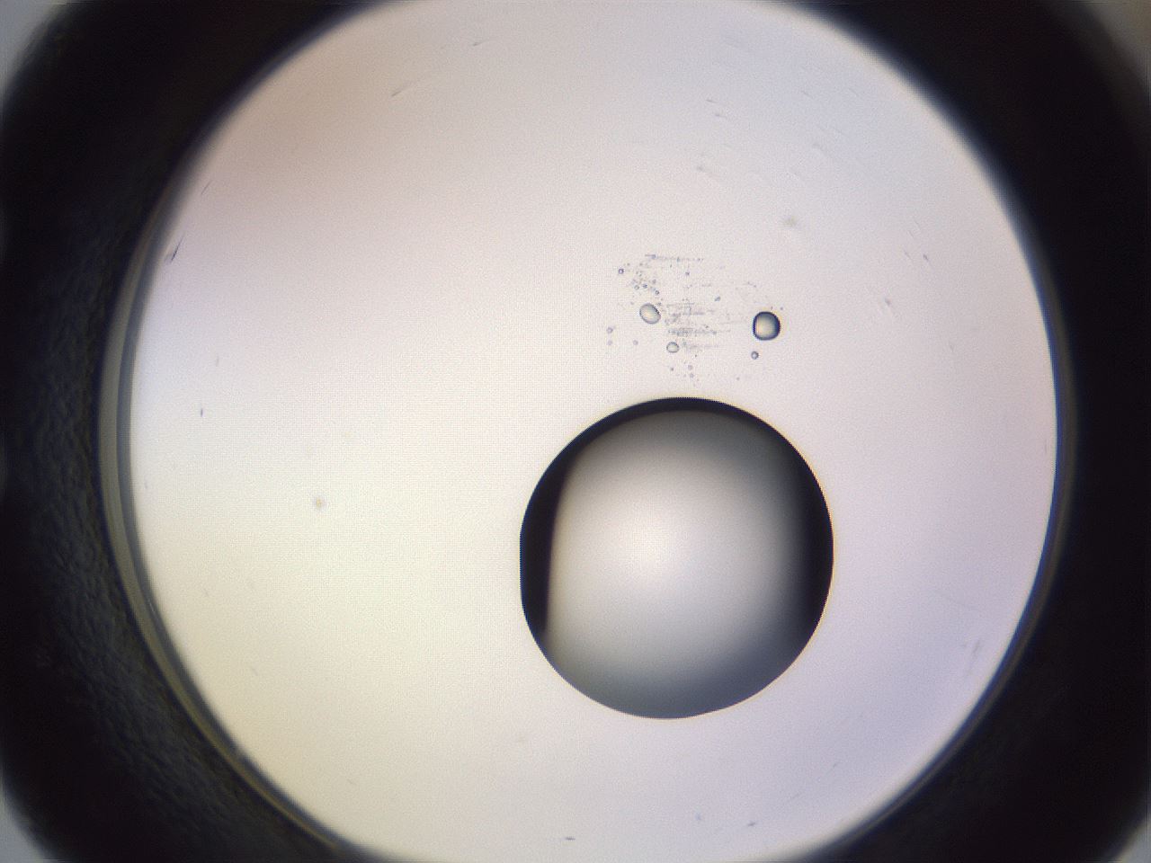 folderID419_plateID1419_batchID5194_wellNum51_profileID1_d1_r87044_ef.jpg