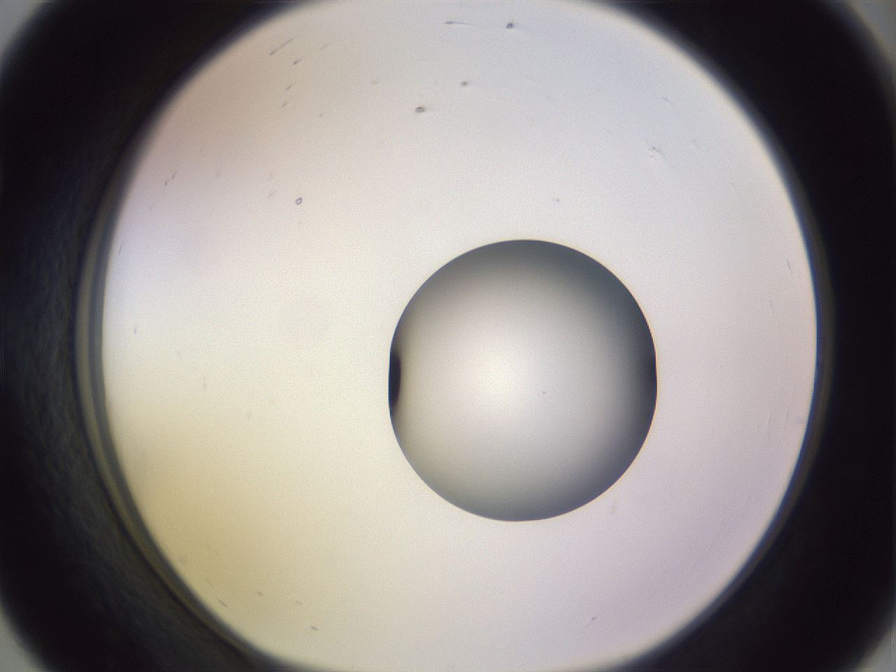 folderID419_plateID1419_batchID5194_wellNum56_profileID1_d1_r87049_ef.jpg