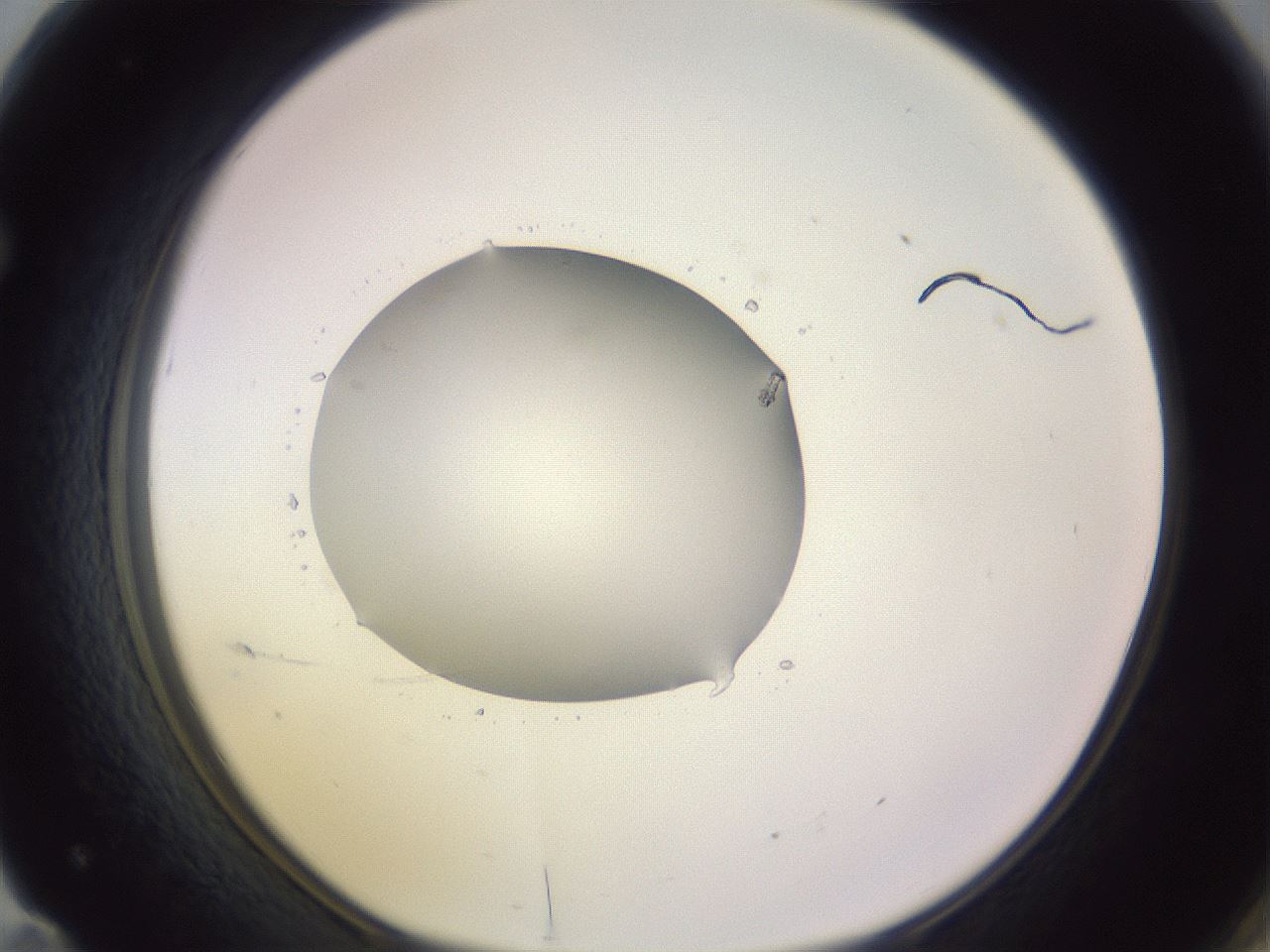 folderID419_plateID1419_batchID5194_wellNum71_profileID1_d1_r87064_ef.jpg