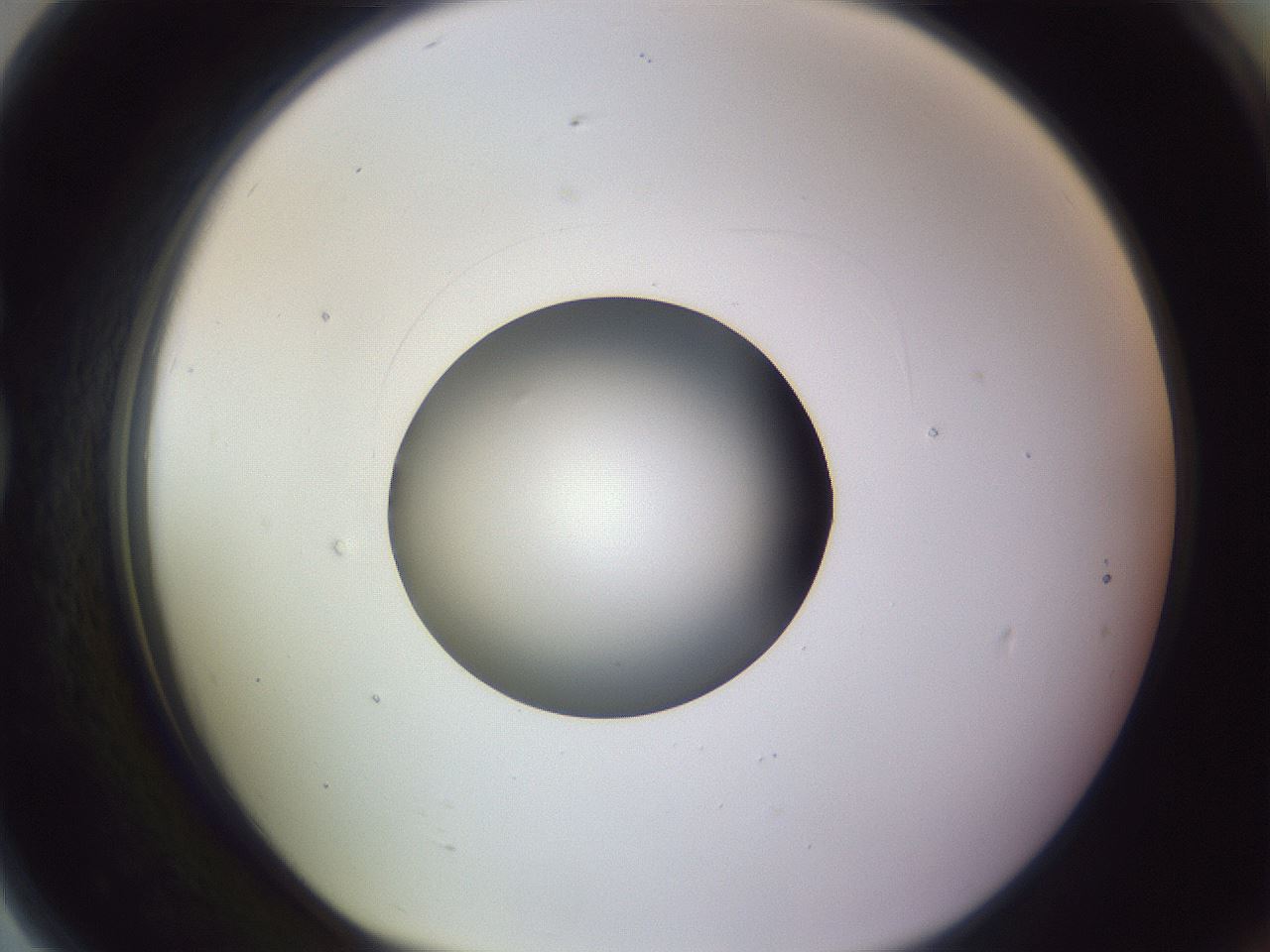 folderID419_plateID1419_batchID5194_wellNum79_profileID1_d1_r87072_ef.jpg