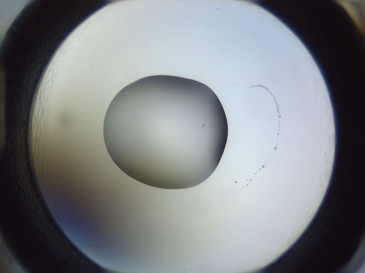folderID419_plateID1419_batchID5194_wellNum85_profileID1_d1_r87078_ef.jpg