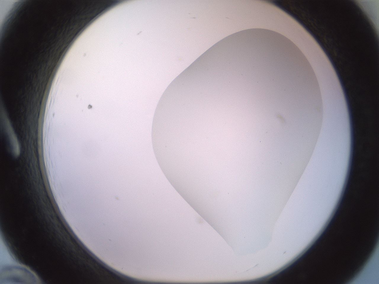 folderID419_plateID2419_batchID11660_wellNum12_profileID1_d1_r179371_ef.jpg