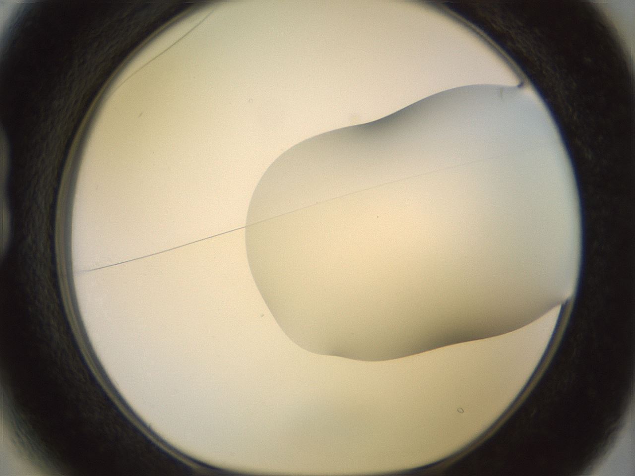 folderID419_plateID2419_batchID11660_wellNum13_profileID1_d1_r179372_ef.jpg