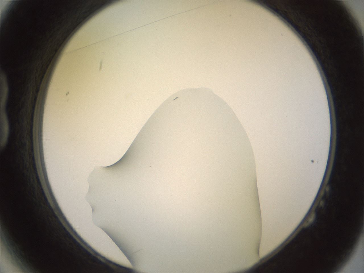 folderID419_plateID2419_batchID11660_wellNum14_profileID1_d1_r179373_ef.jpg