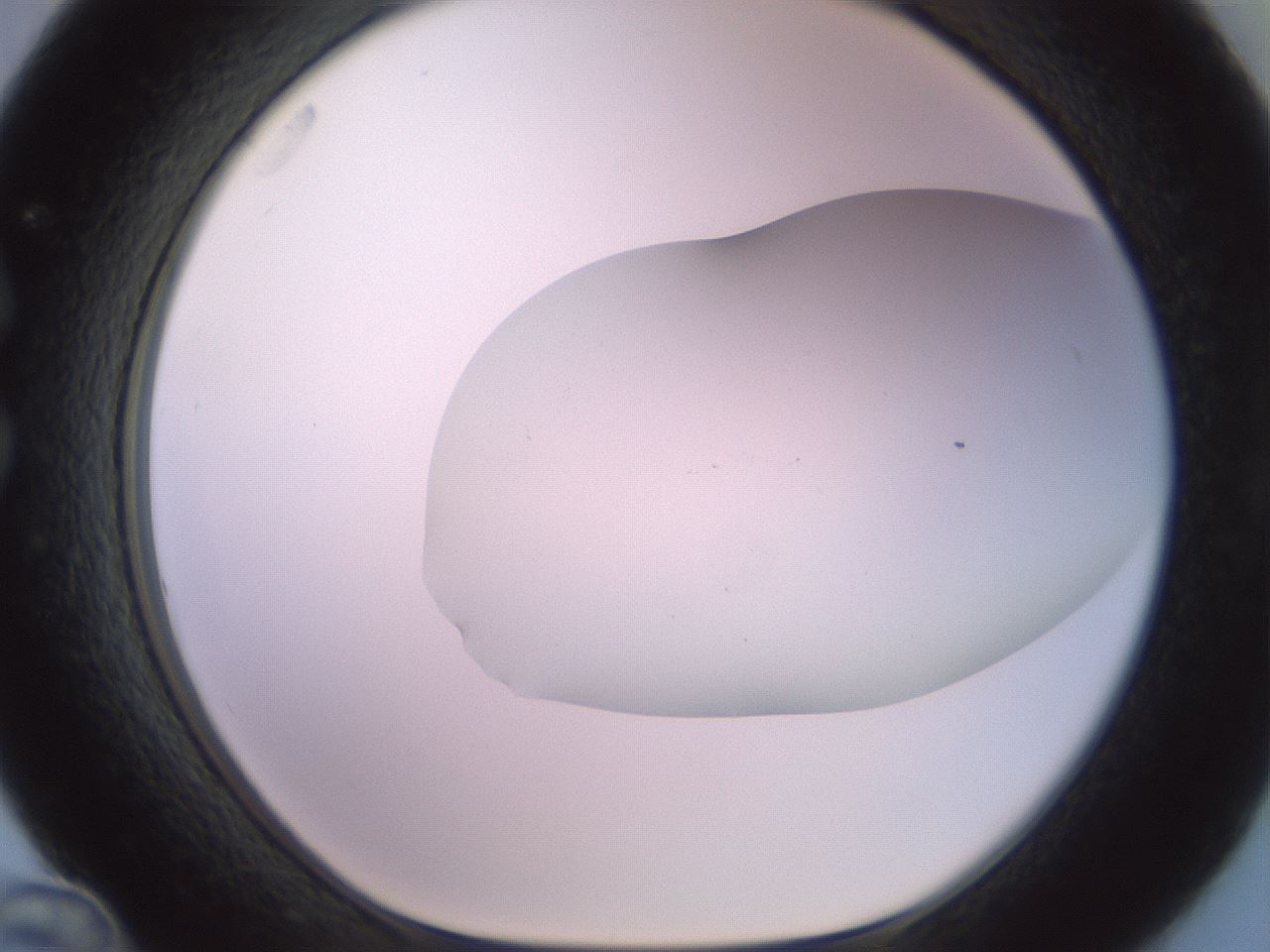 folderID419_plateID2419_batchID11660_wellNum36_profileID1_d1_r179395_ef.jpg