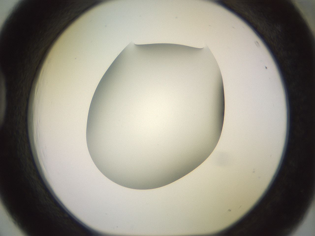 folderID419_plateID2419_batchID11660_wellNum39_profileID1_d1_r179398_ef.jpg